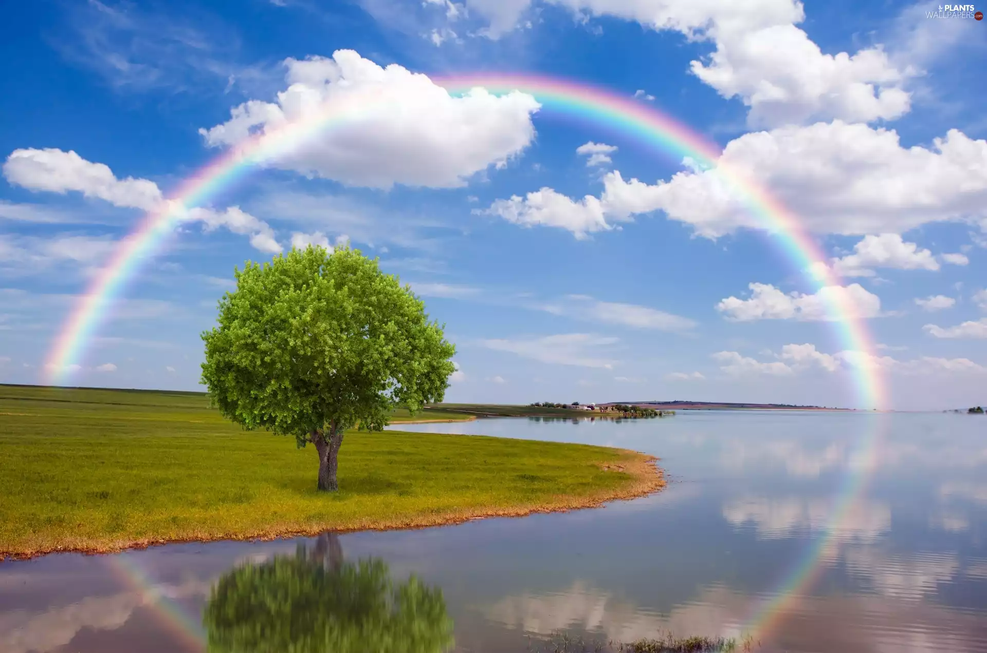 trees, clouds, Great Rainbows