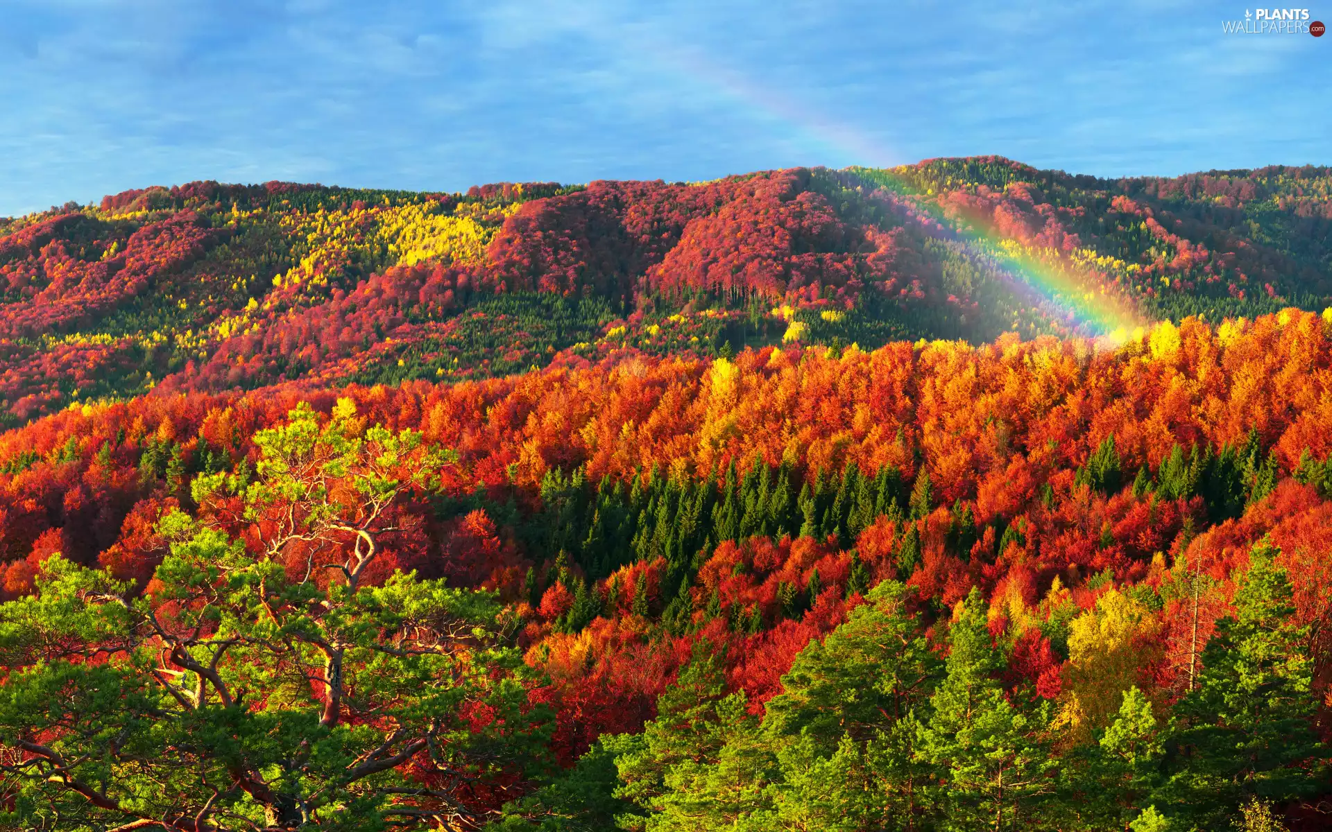 color, Mountains, viewes, woods, autumn, trees, Great Rainbows