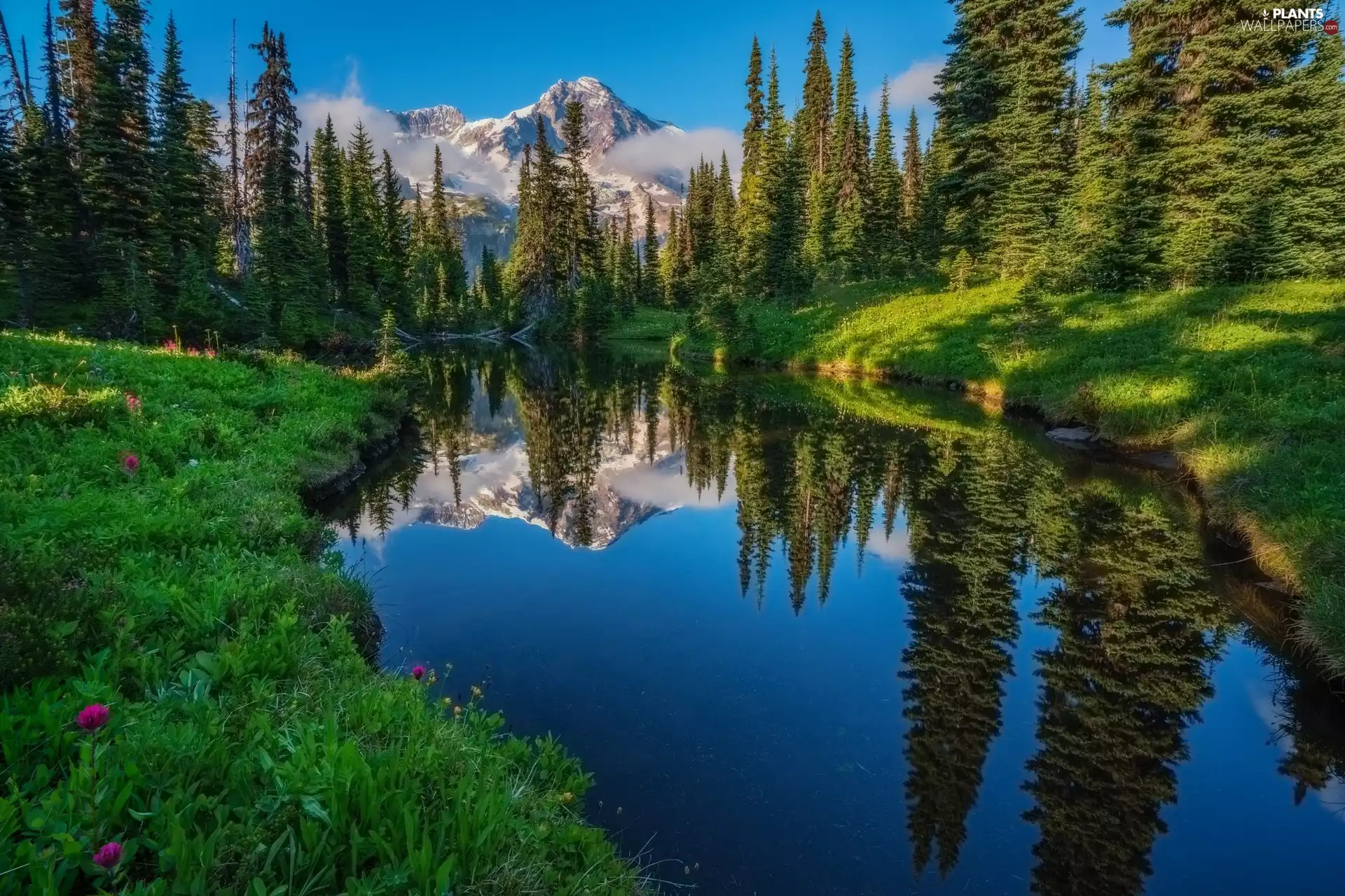 Washington State, The United States, Mount Rainier National Park, Lake Forest, Mountains, reflection, viewes, River, trees