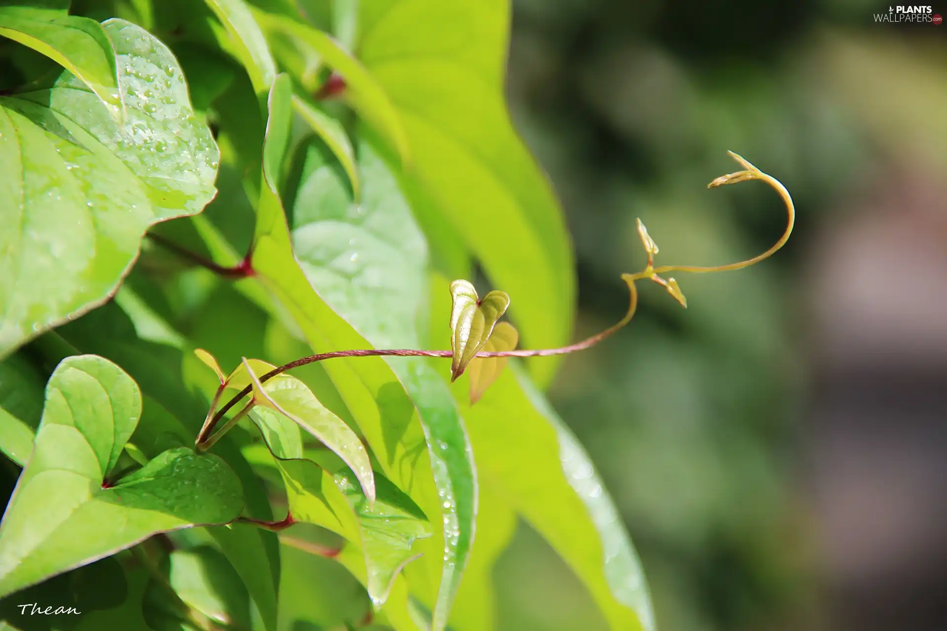 rambler, Leaf, plant