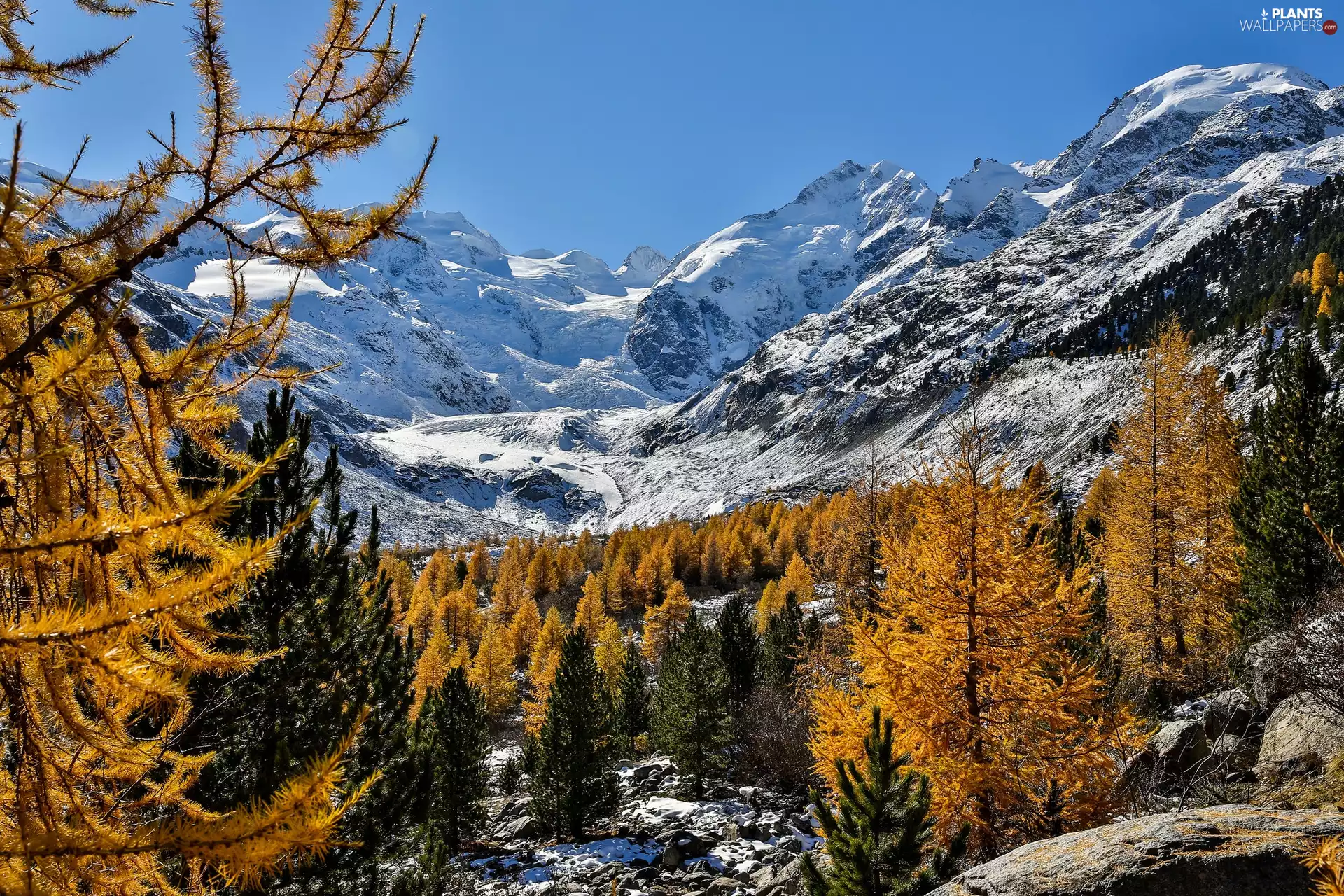 Morteratschgletscher Glacier, Bernina Range, snow, Rhaetian Alps Mountain Range, viewes, Canton Graubunden, Switzerland, trees
