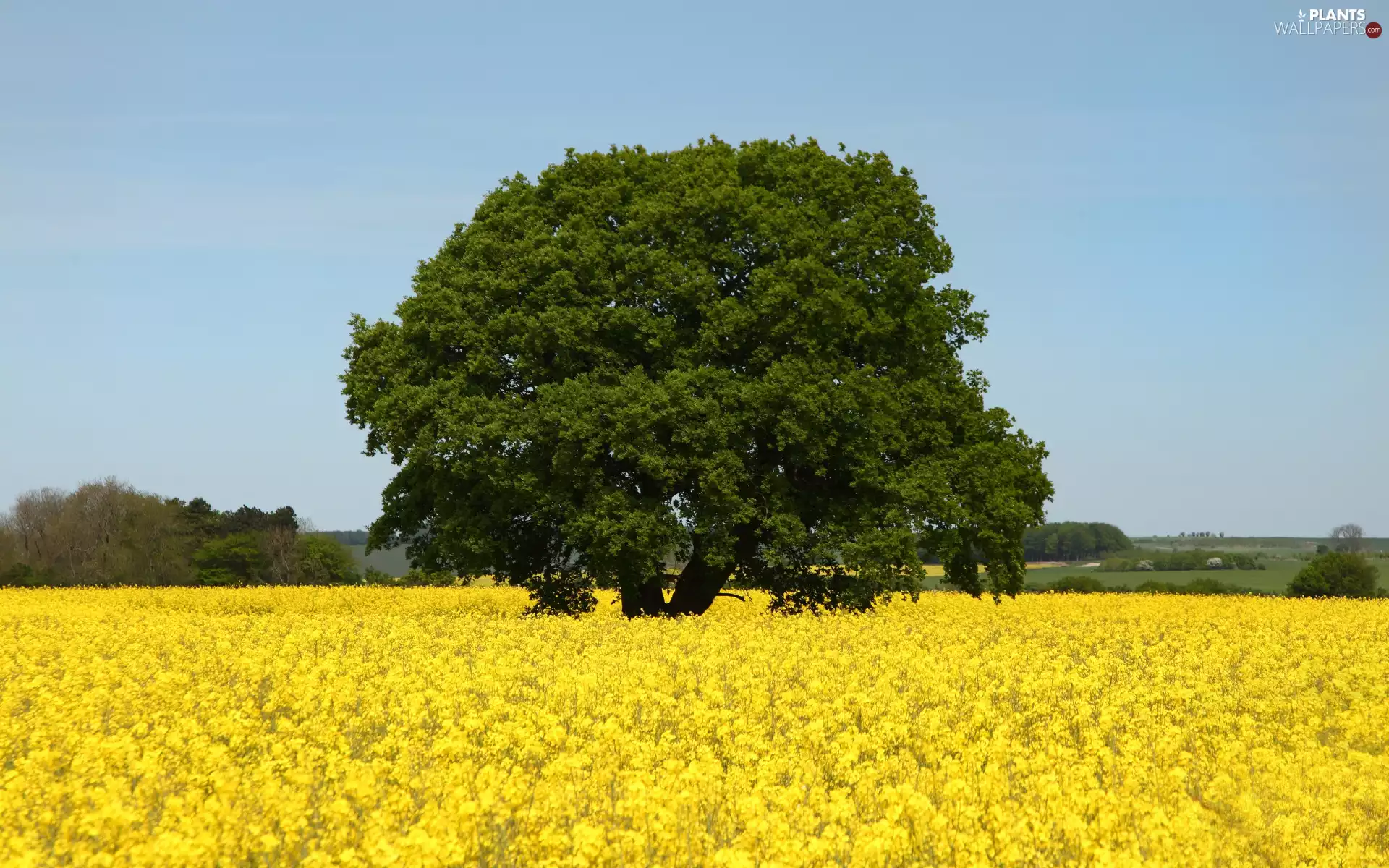 Field, trees, Sky, rape