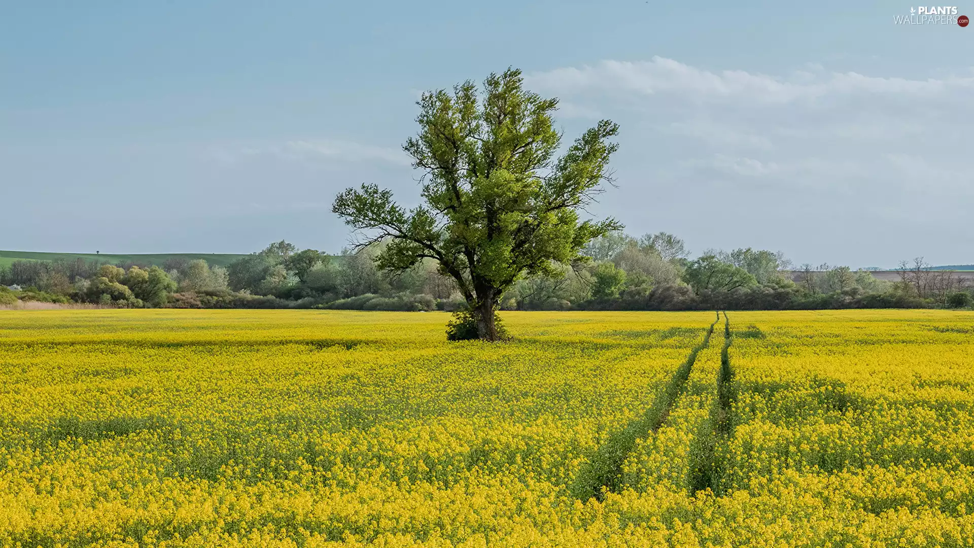 Field, trees, summer, rape