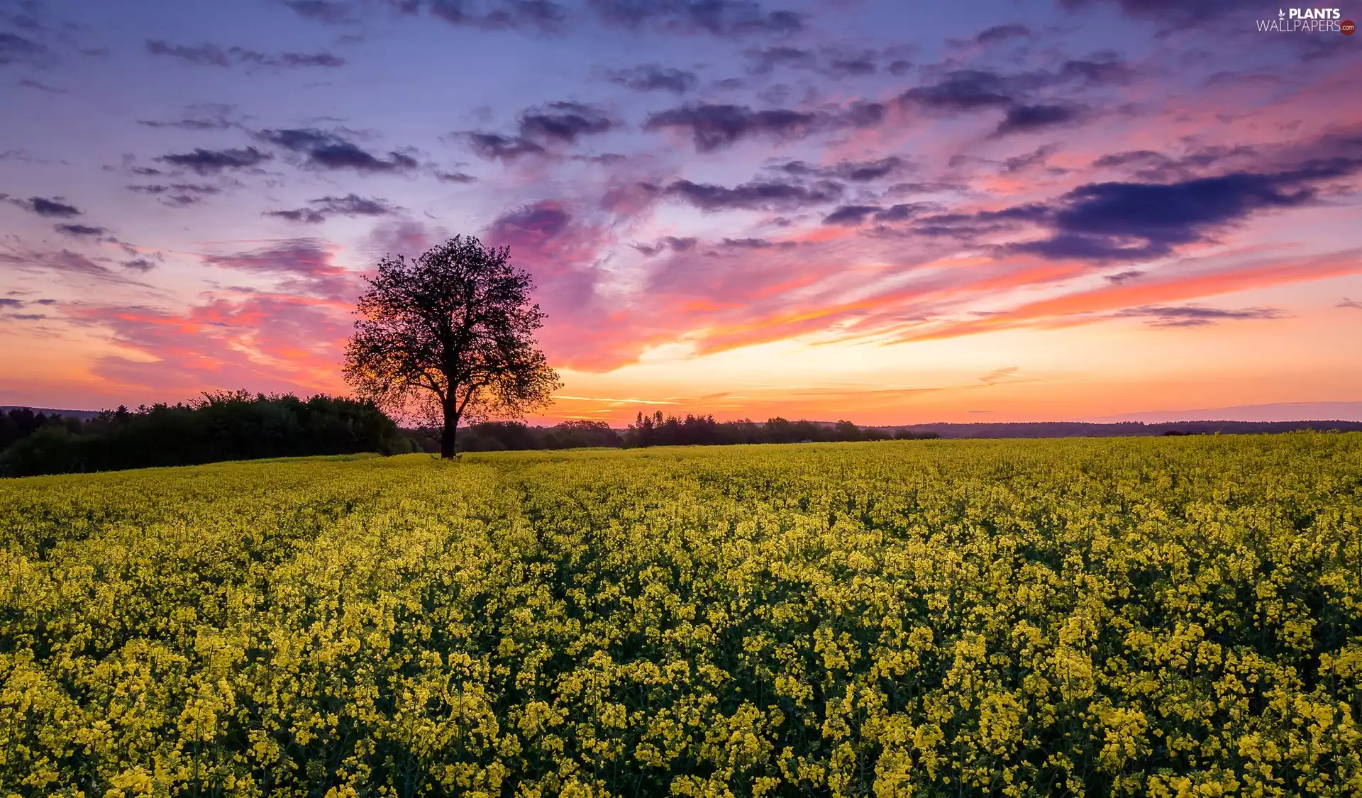 viewes, Great Sunsets, rape, trees, Field