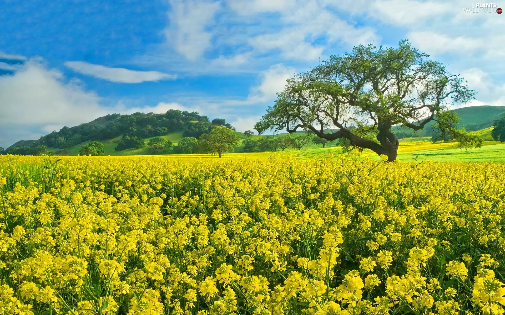 Yellow, rape, trees, Field, Sky