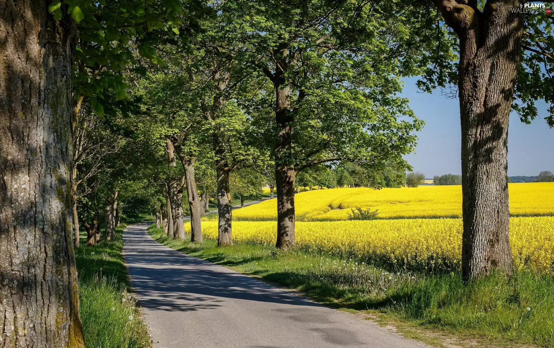 Field, rape, trees, viewes, Way