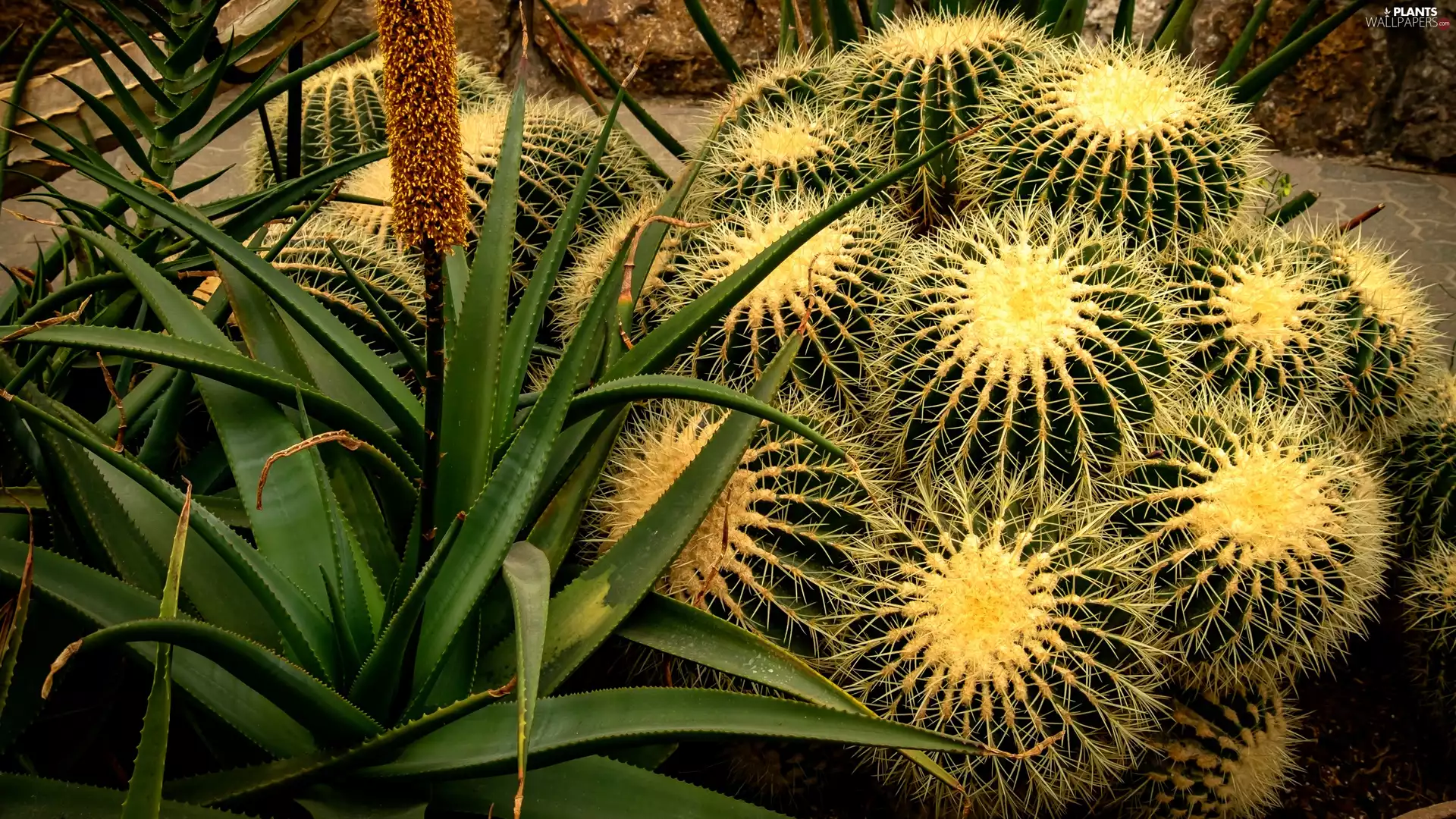 rapprochement, Cactus, aloe
