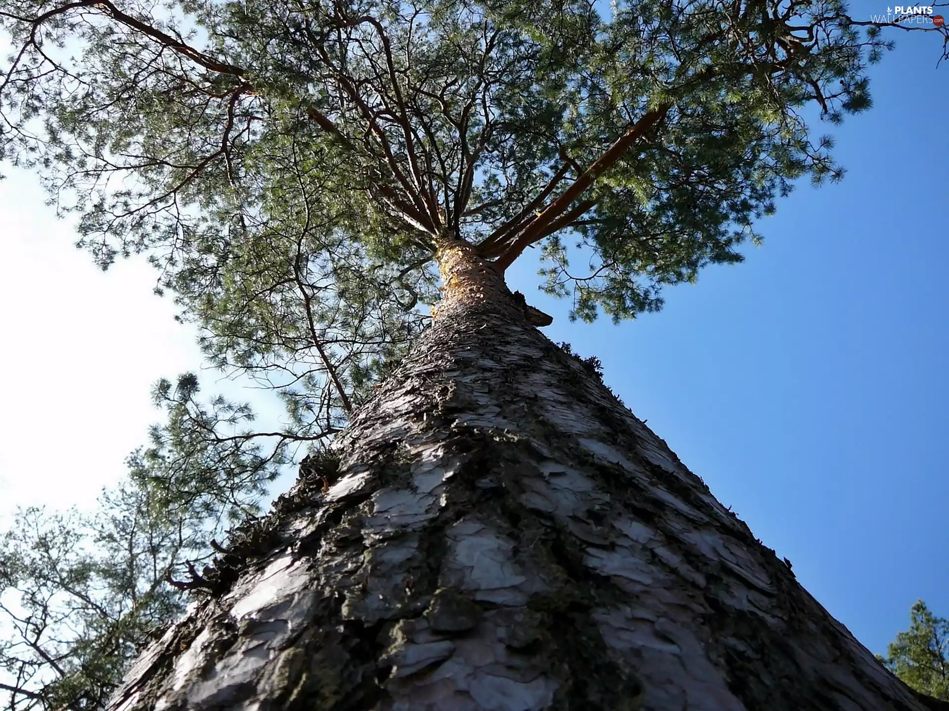 On Sky Background, rapprochement, trunk, Crown, trees