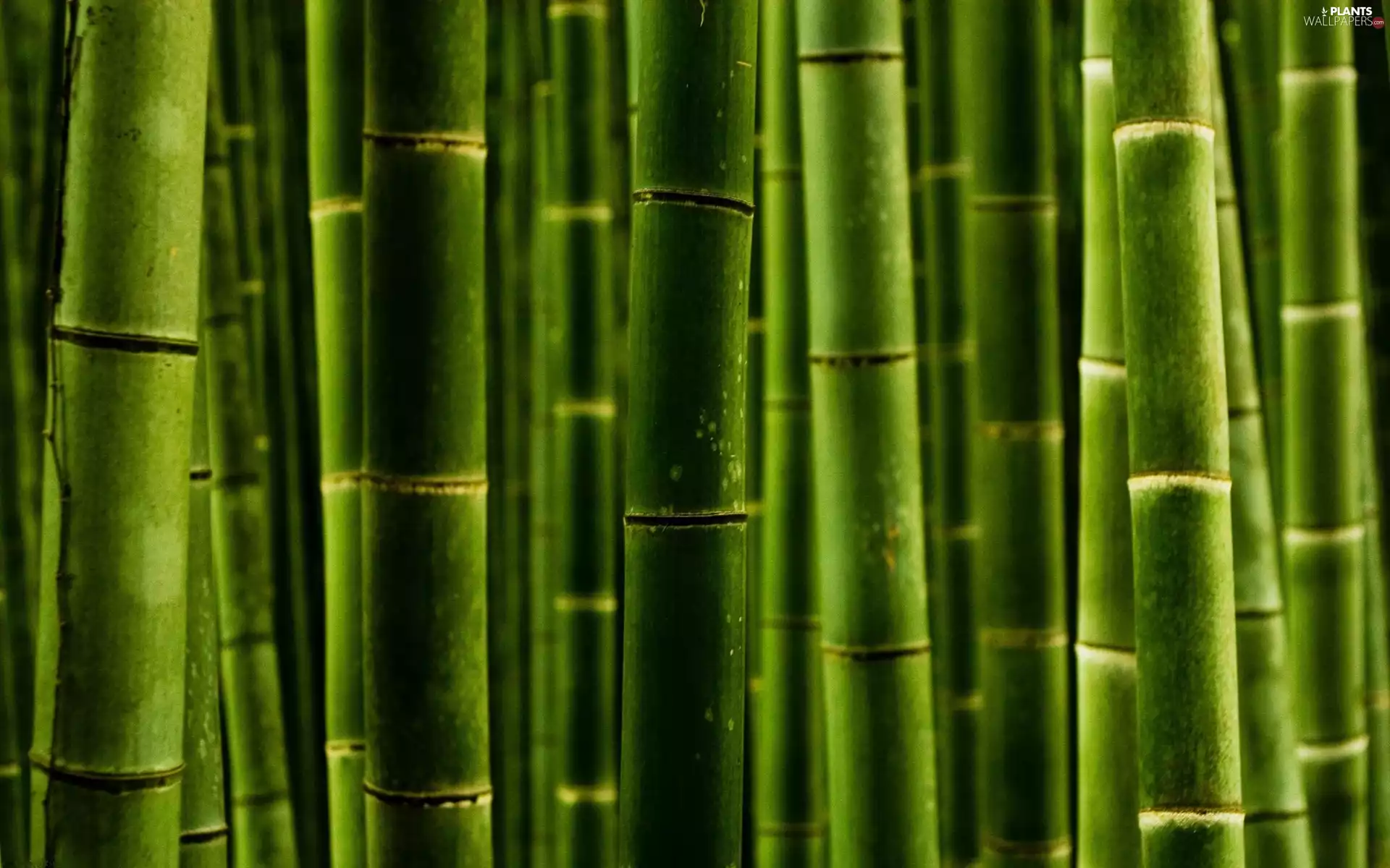rapprochement, Green, bamboo
