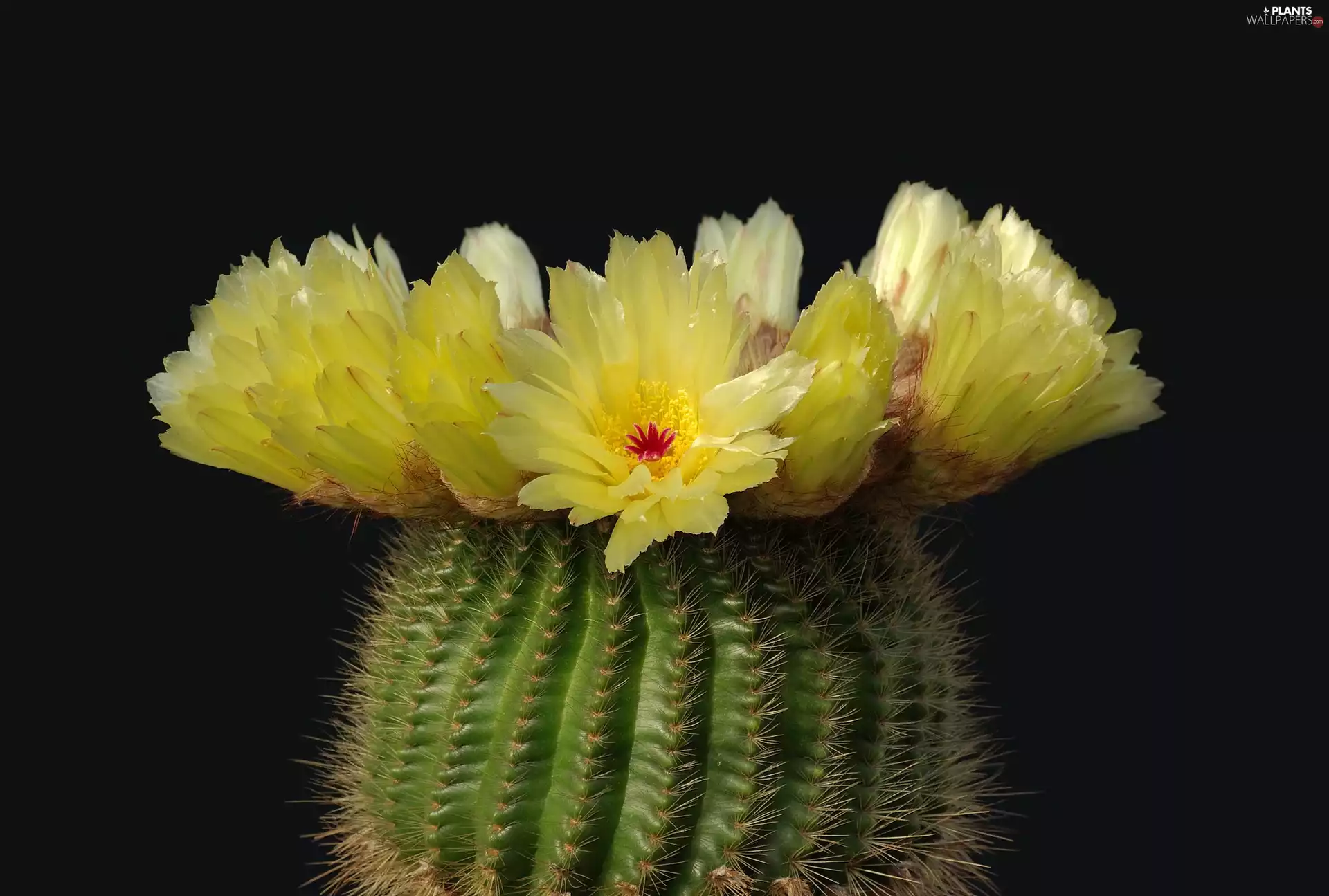 Yellow, Cactus, Black, rapprochement, flower, Flowers, background