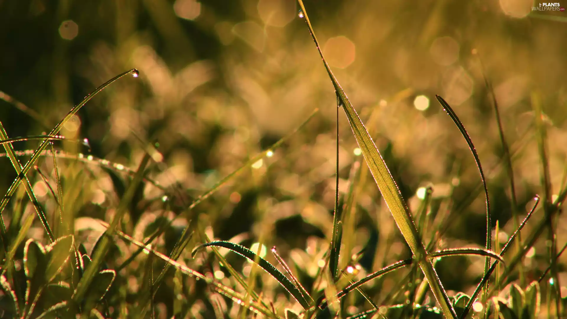 dew, rapprochement, blades, drops, grass