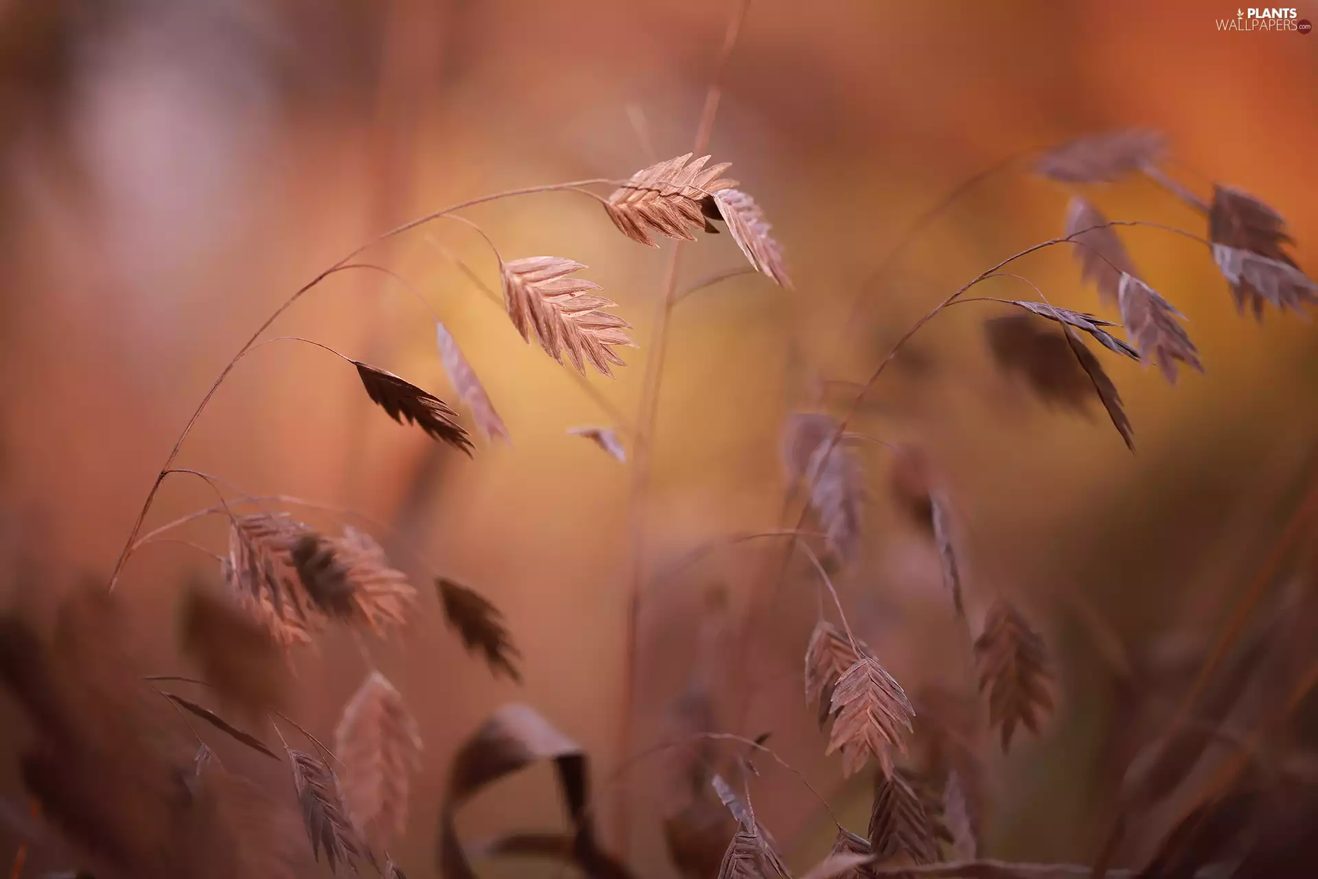 rapprochement, grass, blades