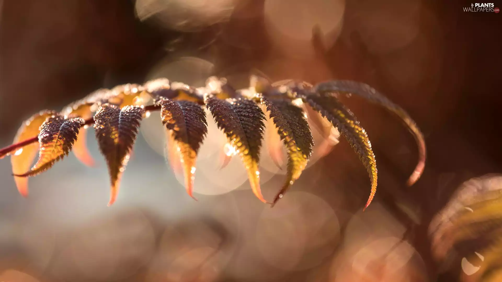 Leaf, rapprochement, blurry background, Bokeh