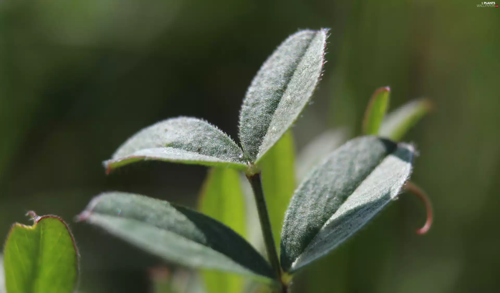 plant, rapprochement, blurry background, Leaf