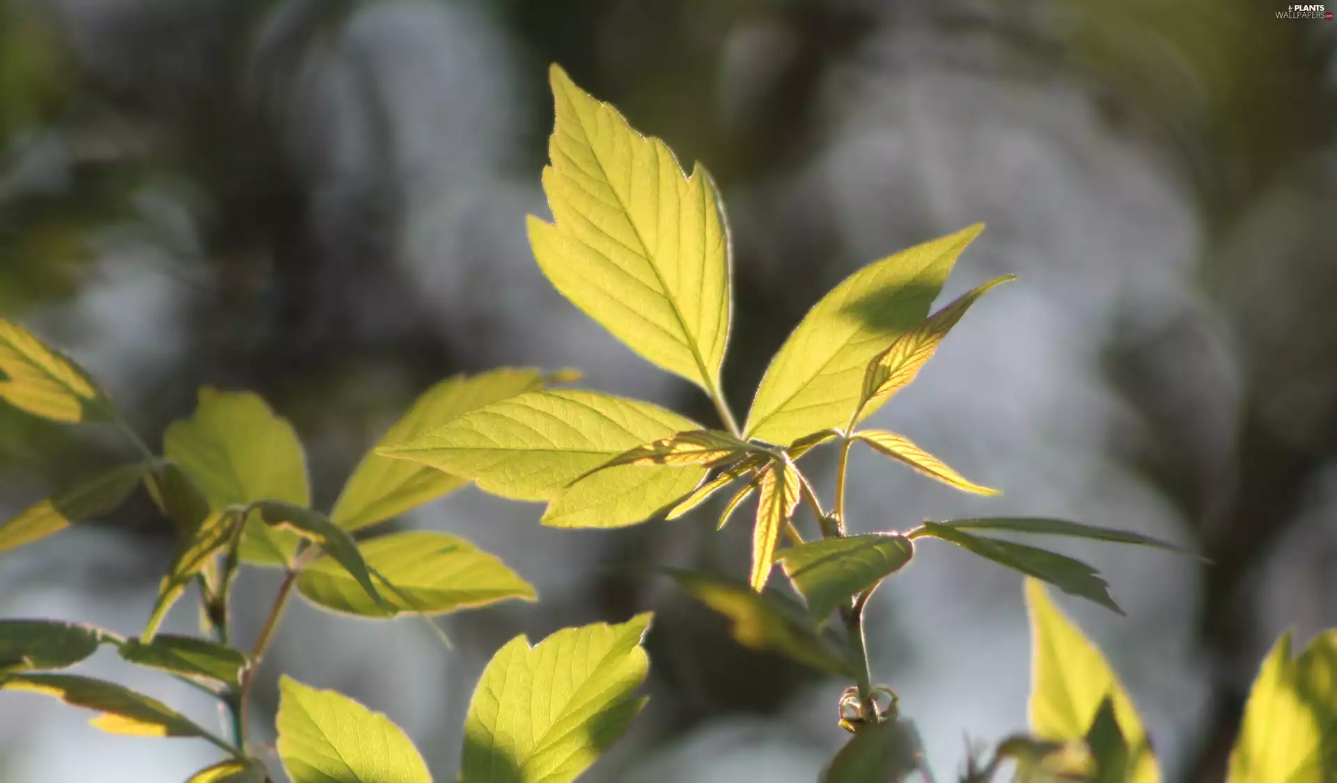 Leaf, rapprochement, blurry background, twig