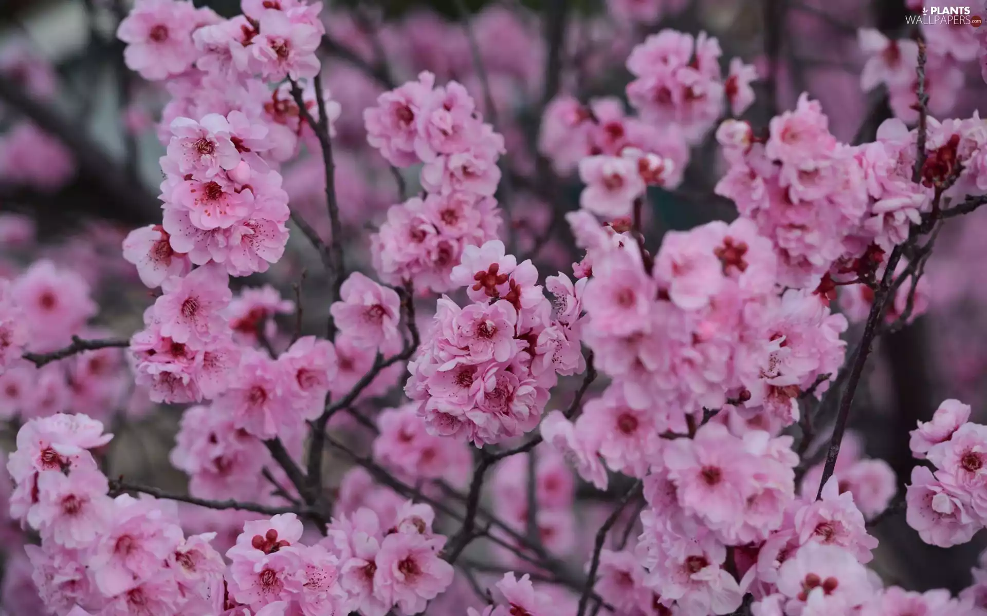 Twigs, Pink, cherry, rapprochement, Fruit Tree, Flowers