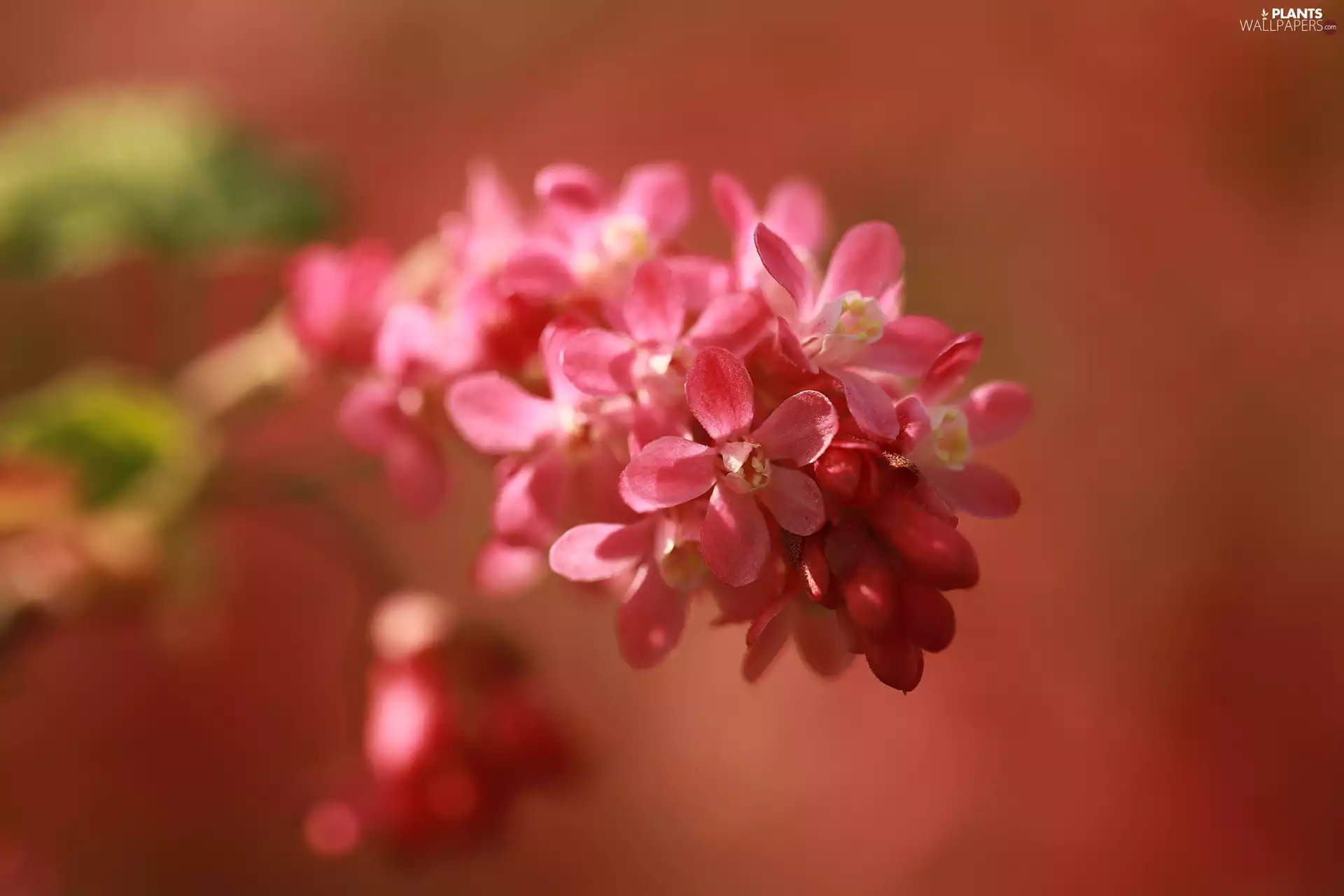 Pink, Flowers, Bush, rapprochement, Bloody Currant