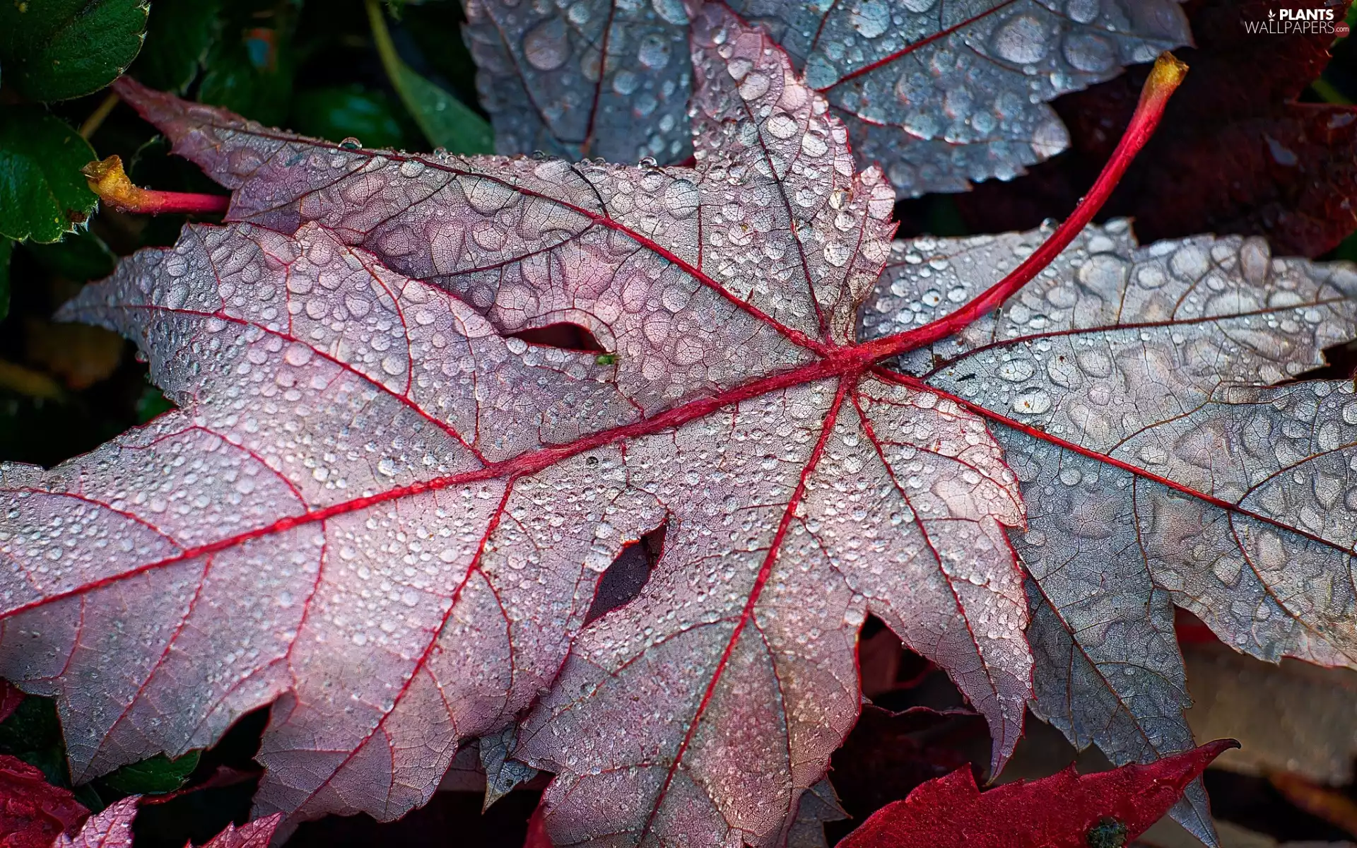 rapprochement, Leaf, drops