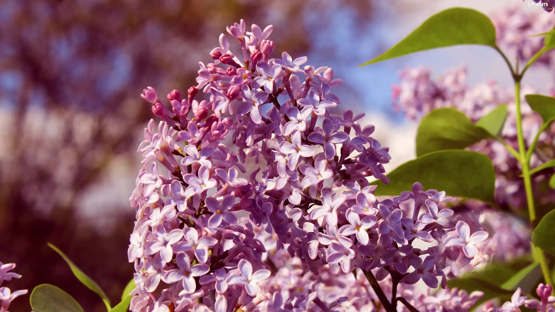 illuminated, without, Flowers, rapprochement, Light Purple, Syringa