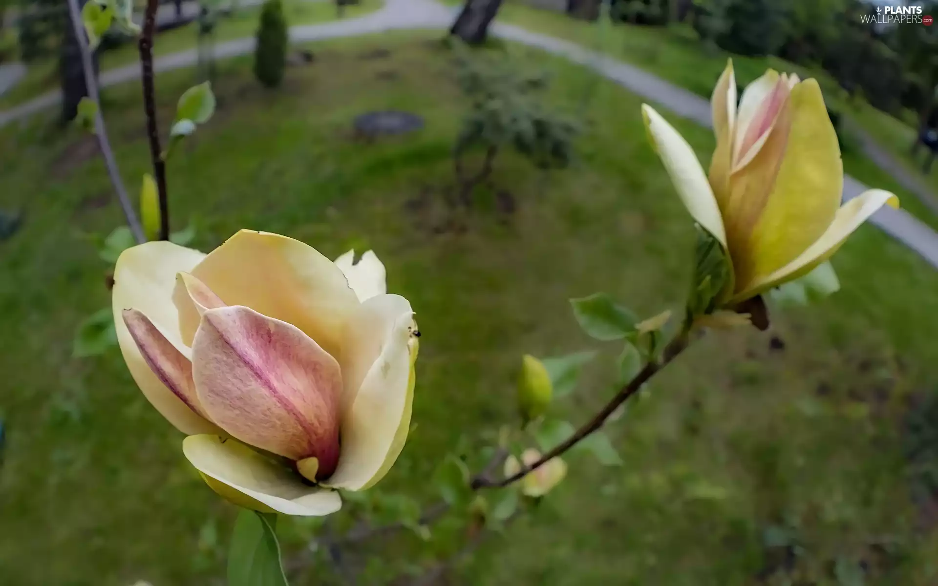 Twigs, rapprochement, Flowers, Magnolia, Yellow