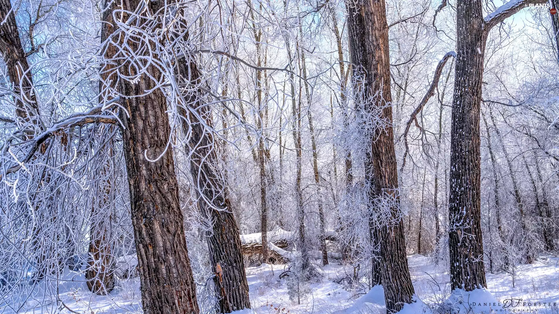 viewes, rapprochement, forest, trees, winter