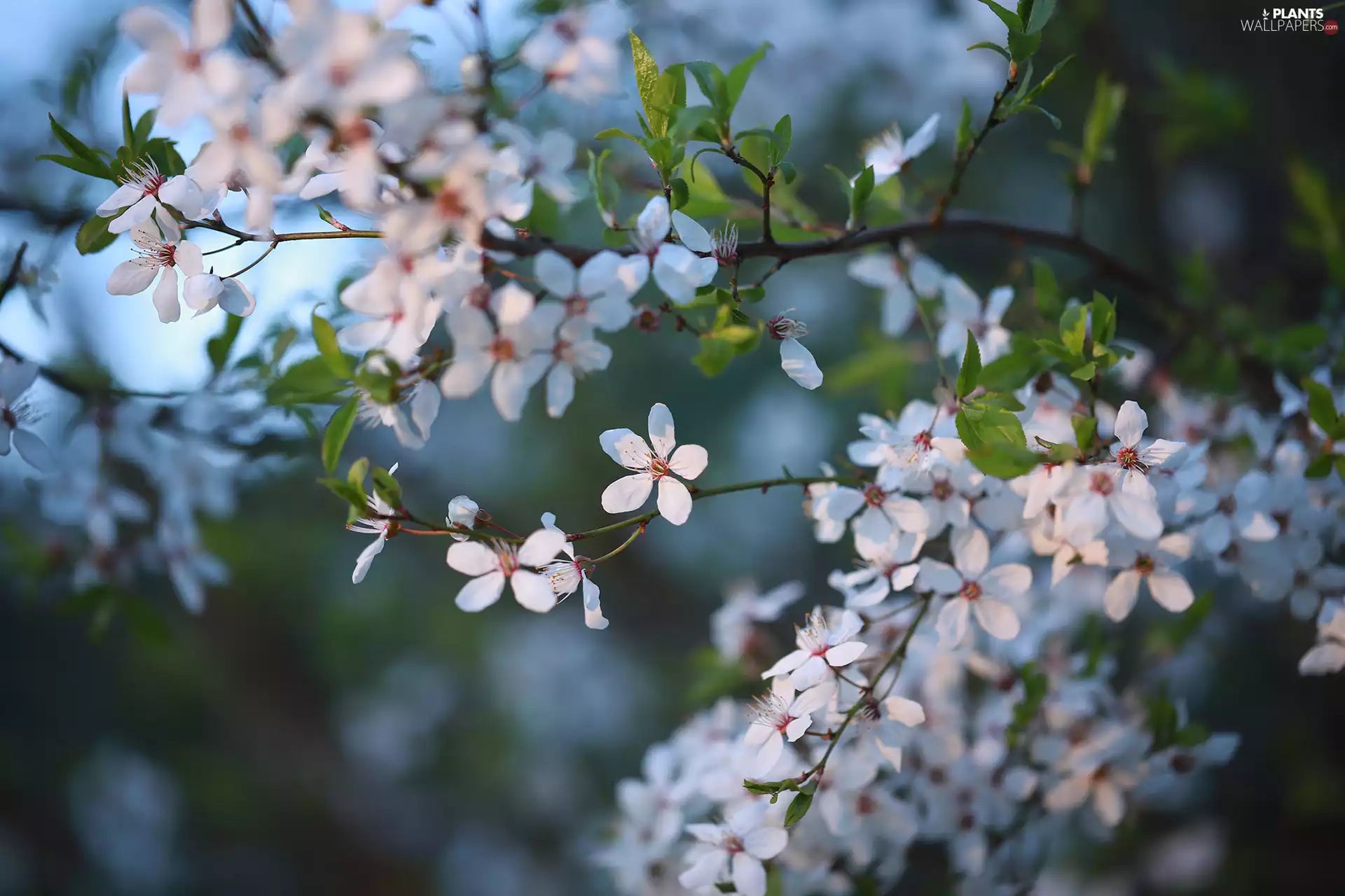 White, rapprochement, Fruit Tree, Flowers