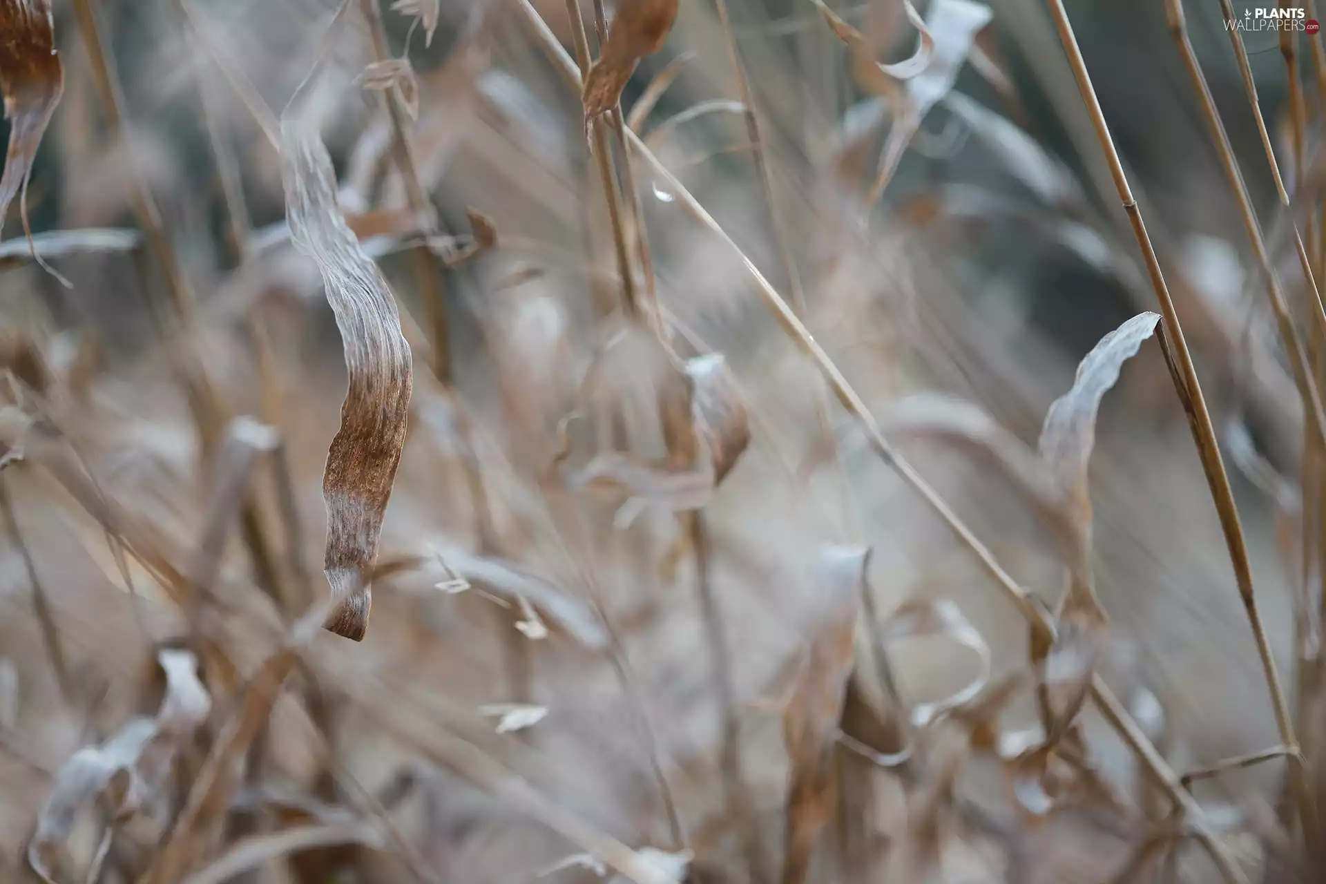 rapprochement, dry, grass