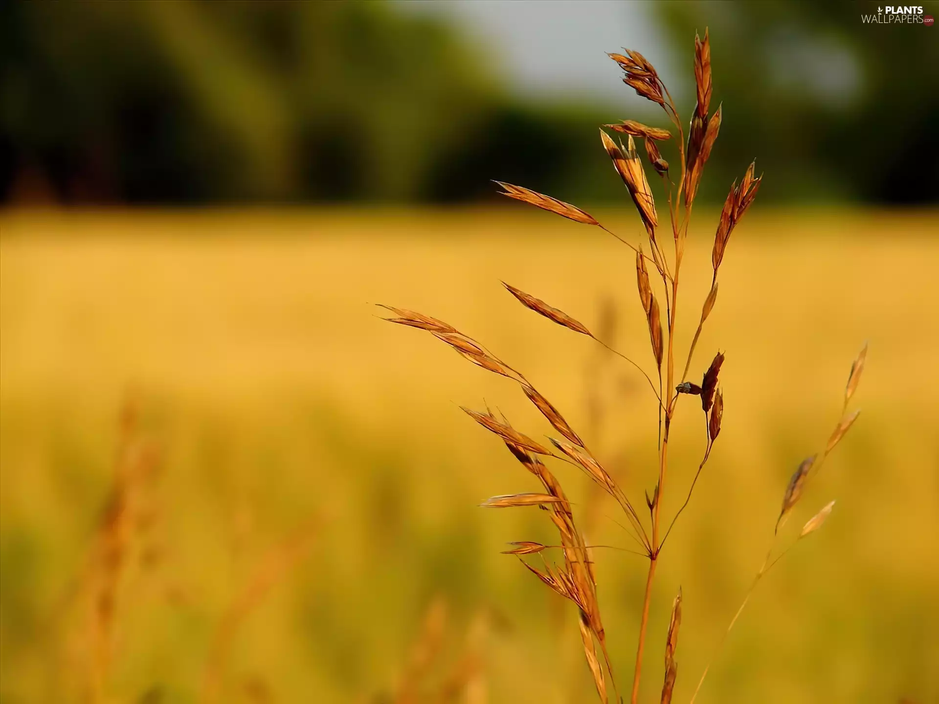 rapprochement, Meadow, grass