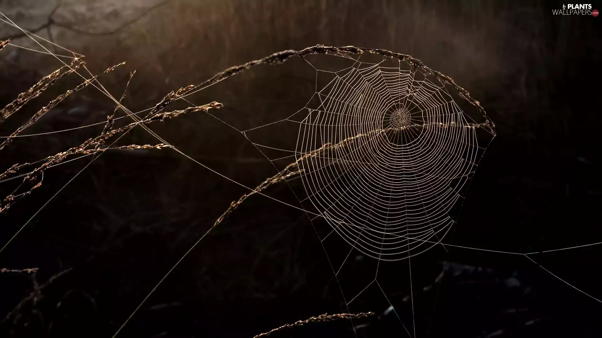 rapprochement, Web, grass