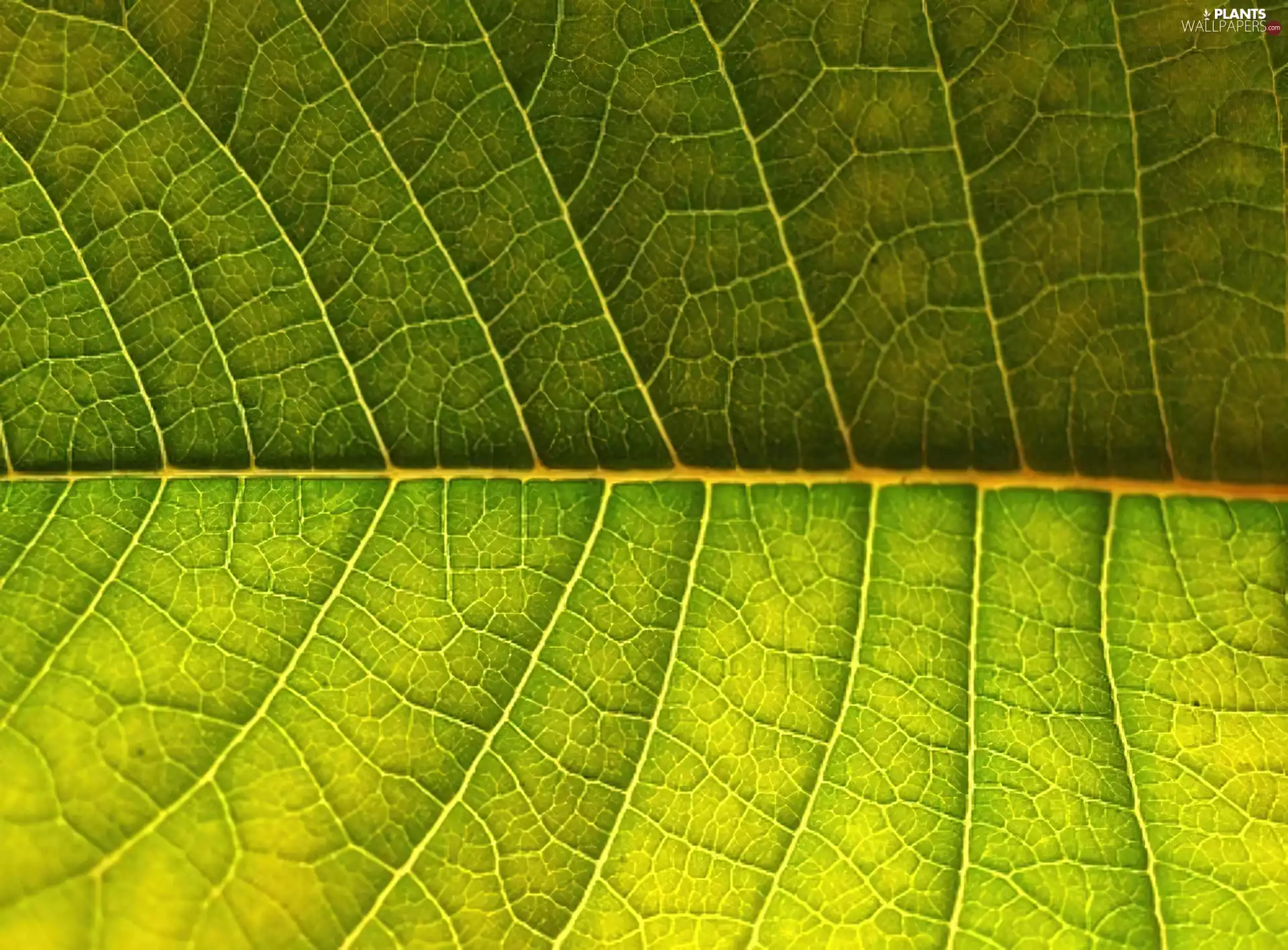 rapprochement, leaf, Green
