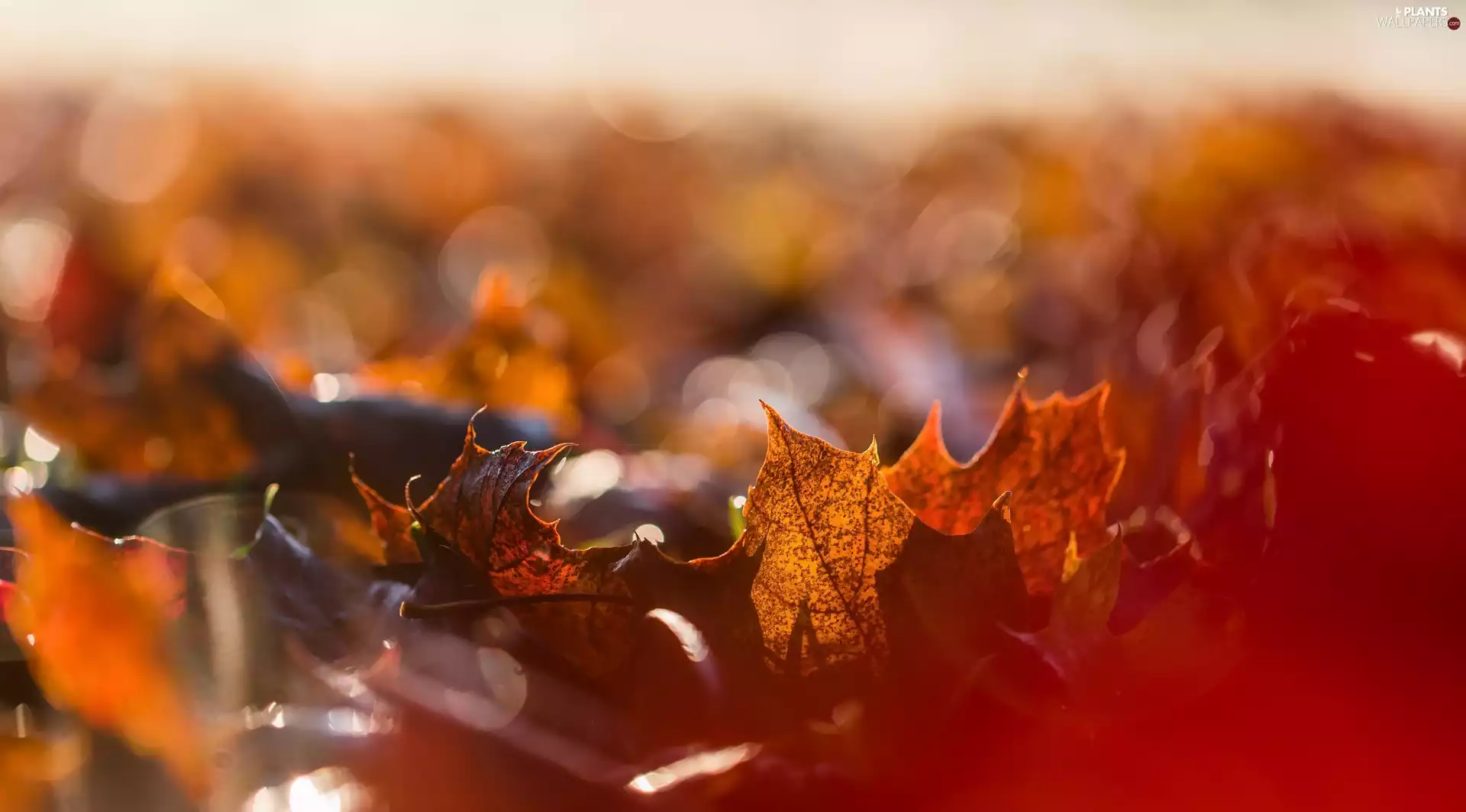 rapprochement, Autumn, Leaf