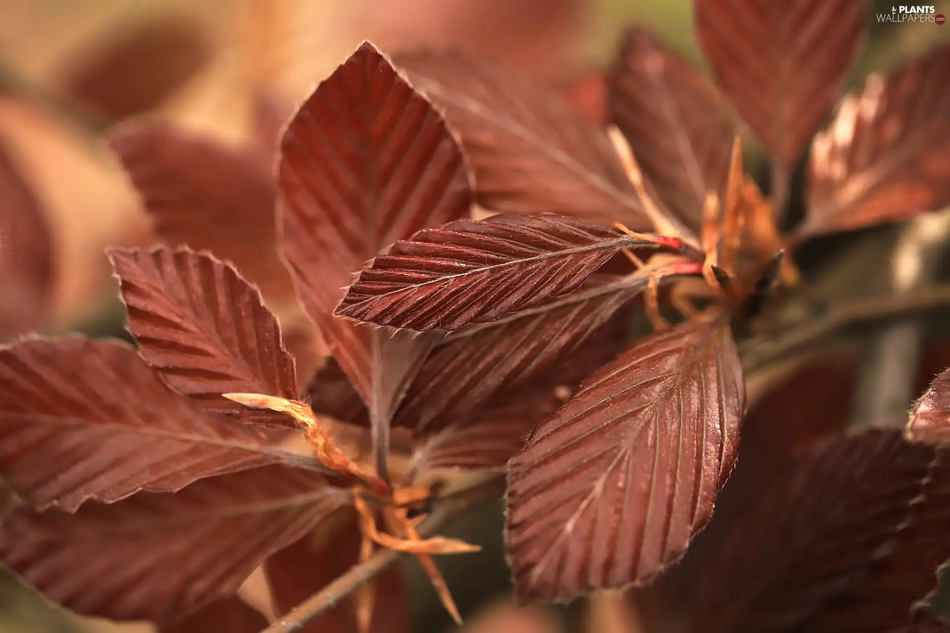 rapprochement, Brown, Leaf