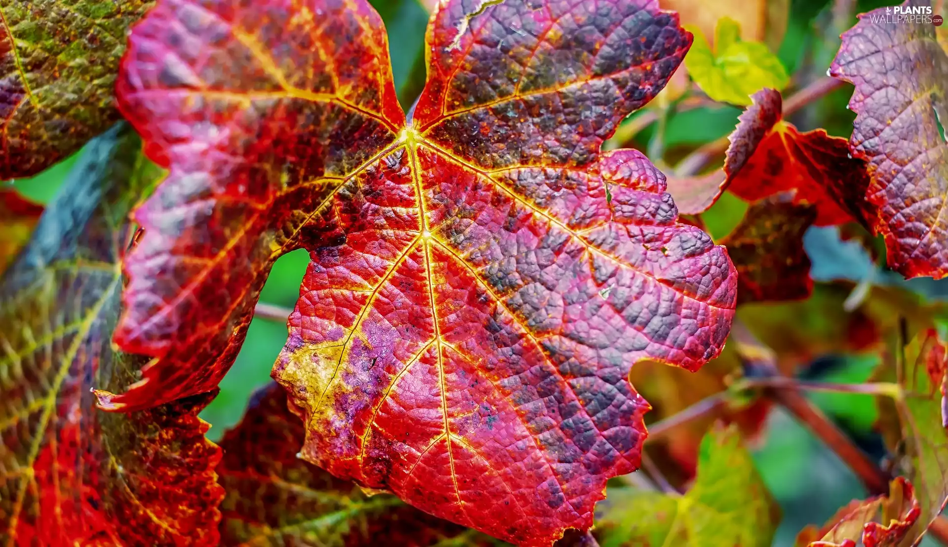 rapprochement, Red, leaf