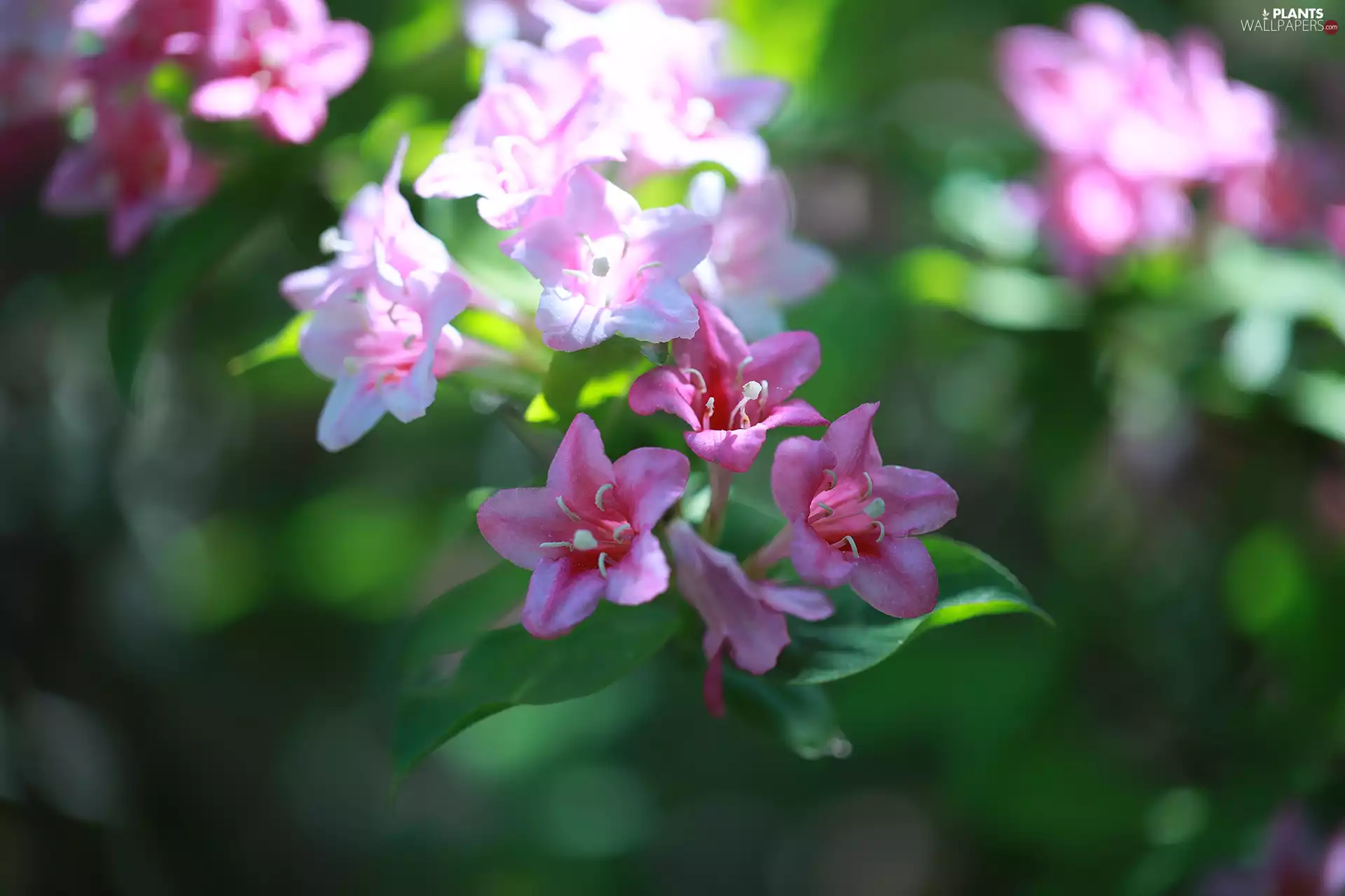 Bush, rapprochement, Pink, Flowers, Weigela