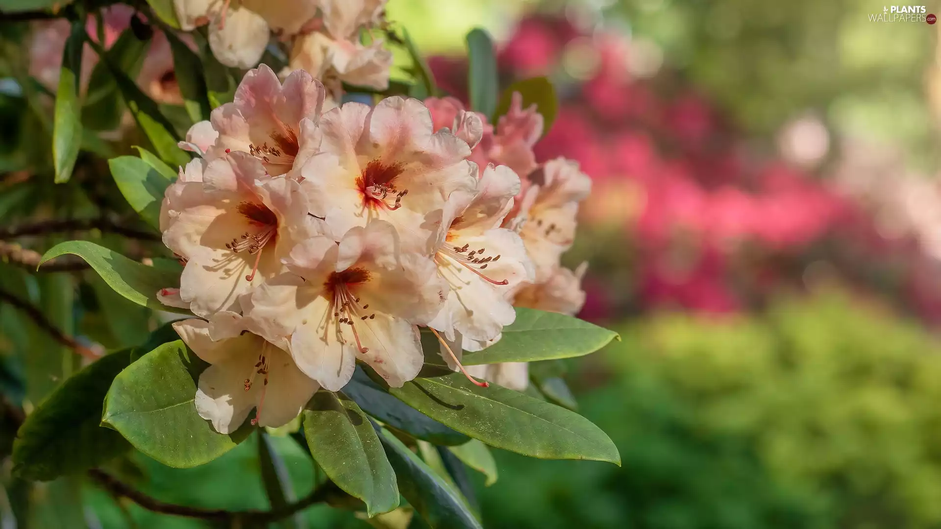 Leaf, rapprochement, Rhododendrons, Rhododendron, Flowers