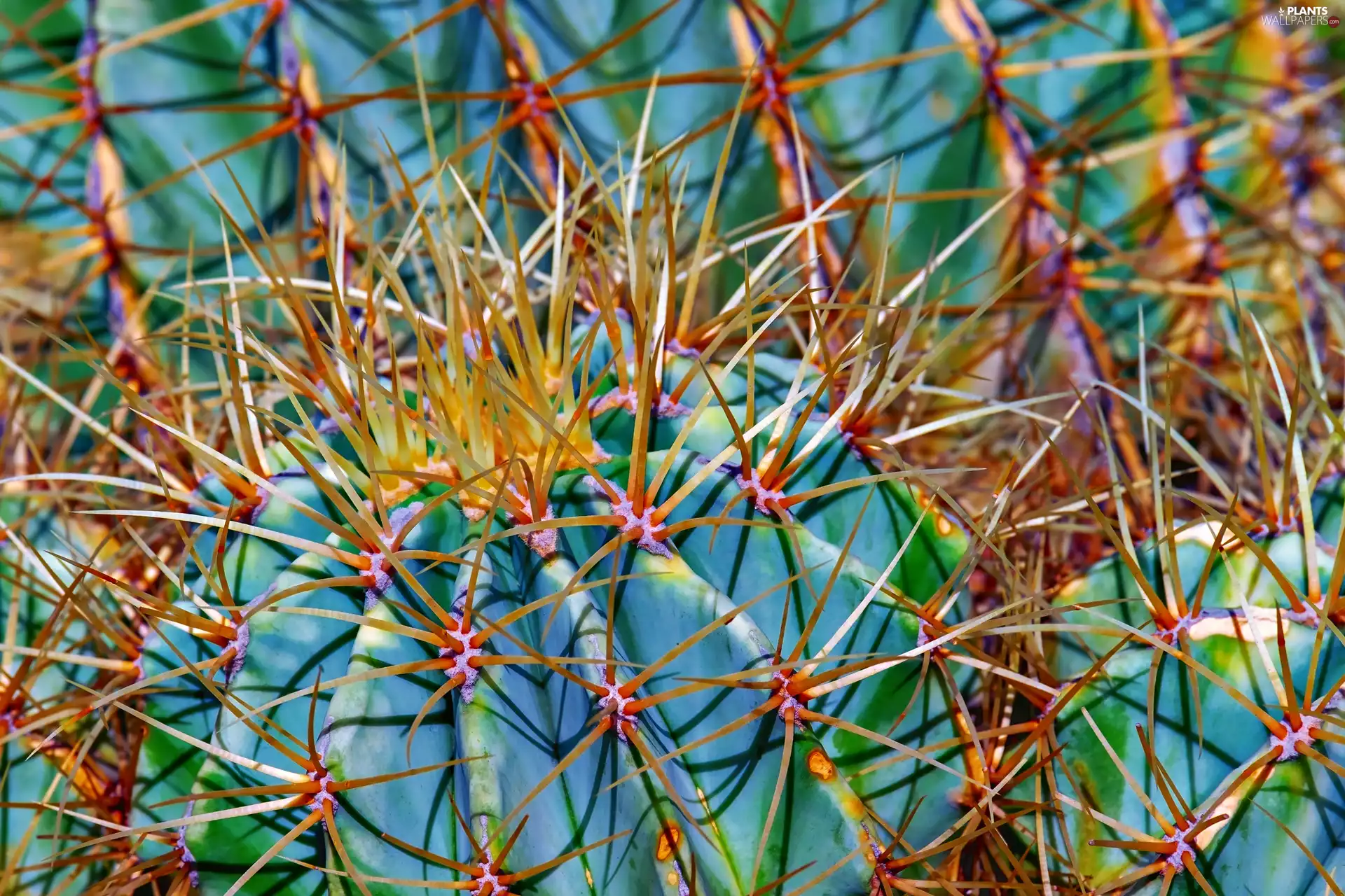 rapprochement, Cactus, Spikes