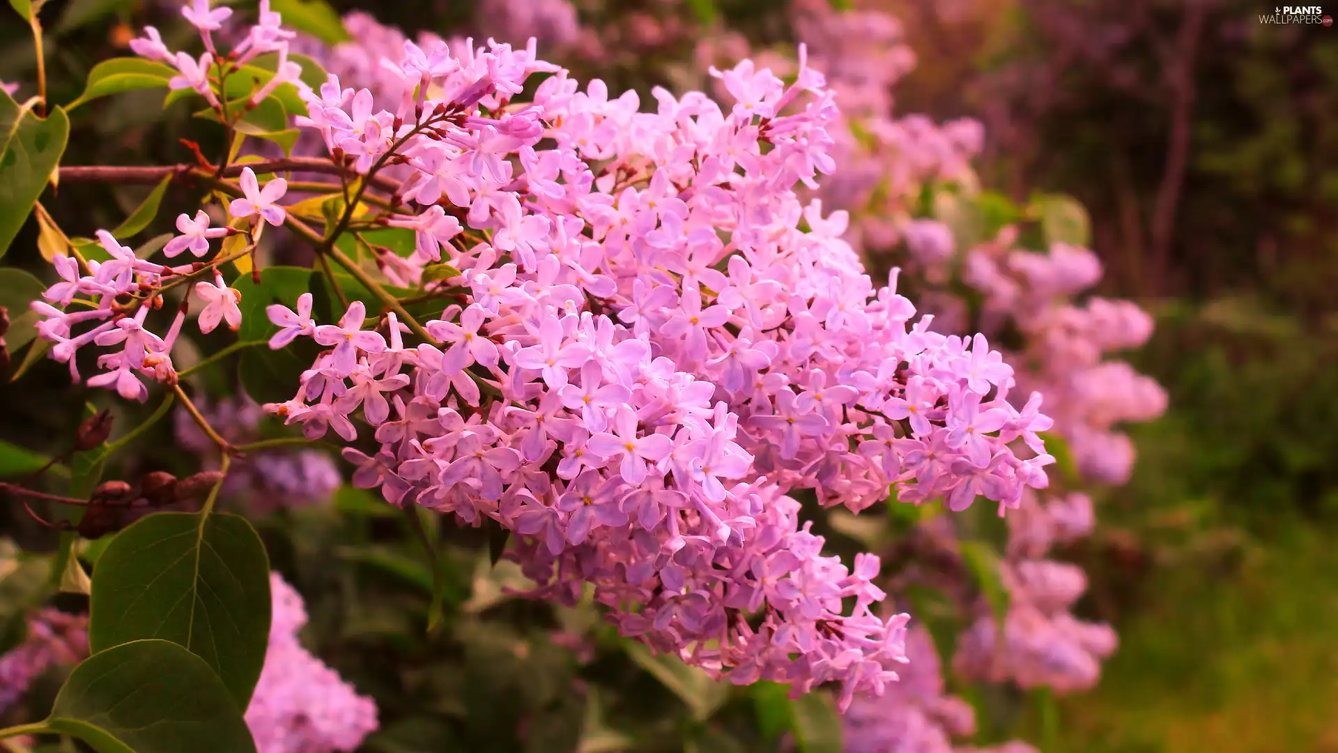 Flowers, rapprochement, Syringa, Pink, without