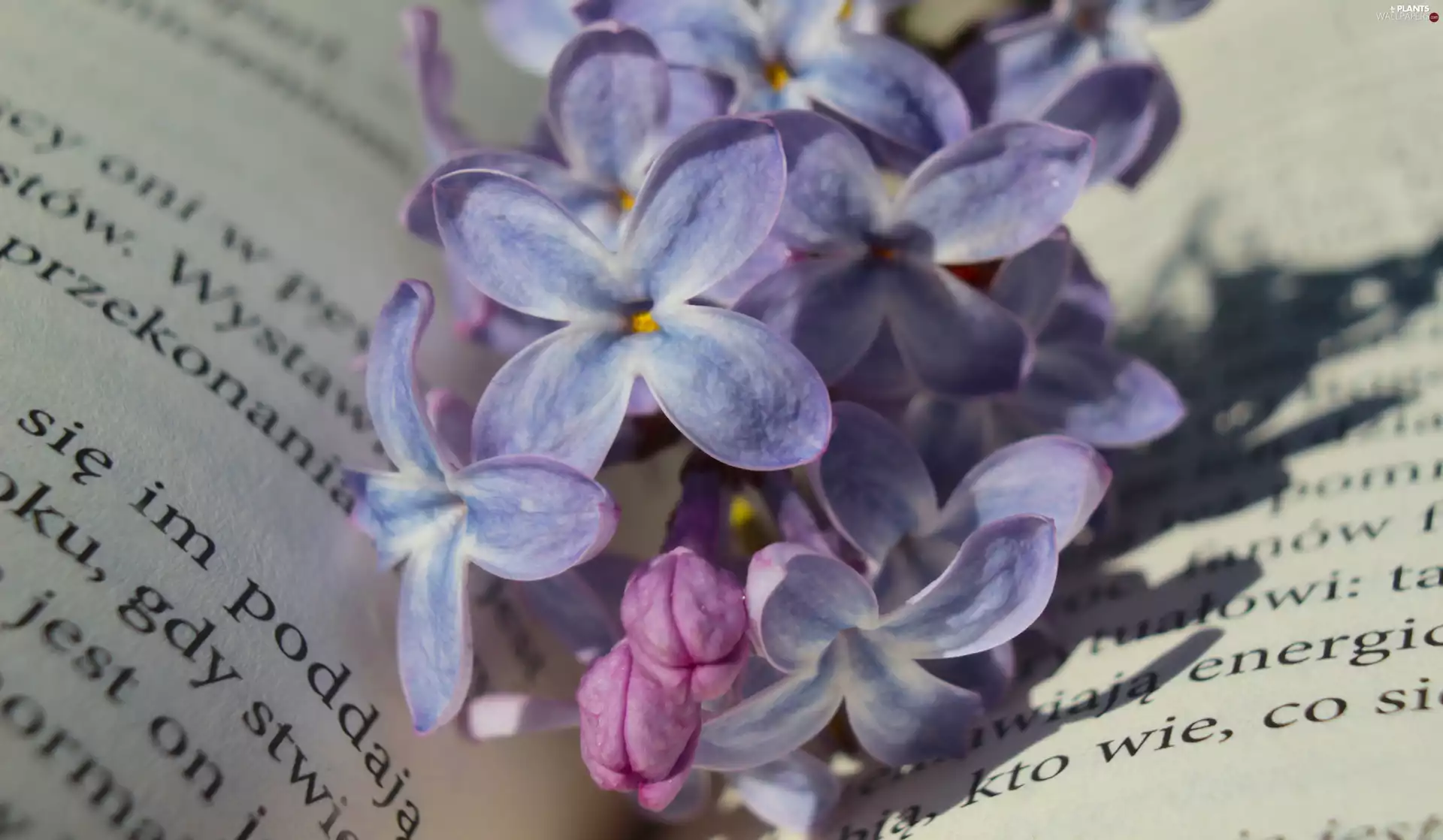 Flowers, Syringa, text, Light Purple, without, Book, rapprochement