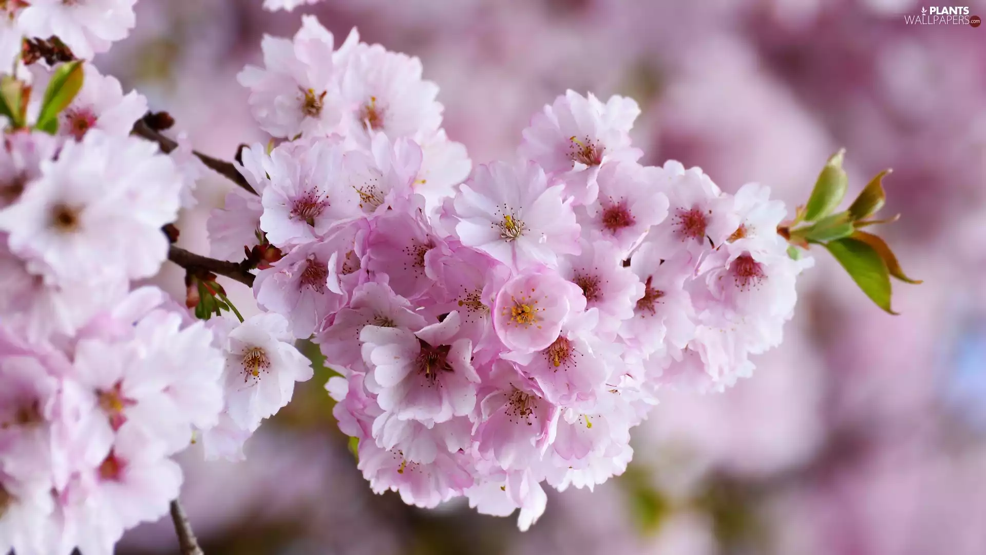 Flowers, Japanese Cherry, rapprochement, Fruit Tree