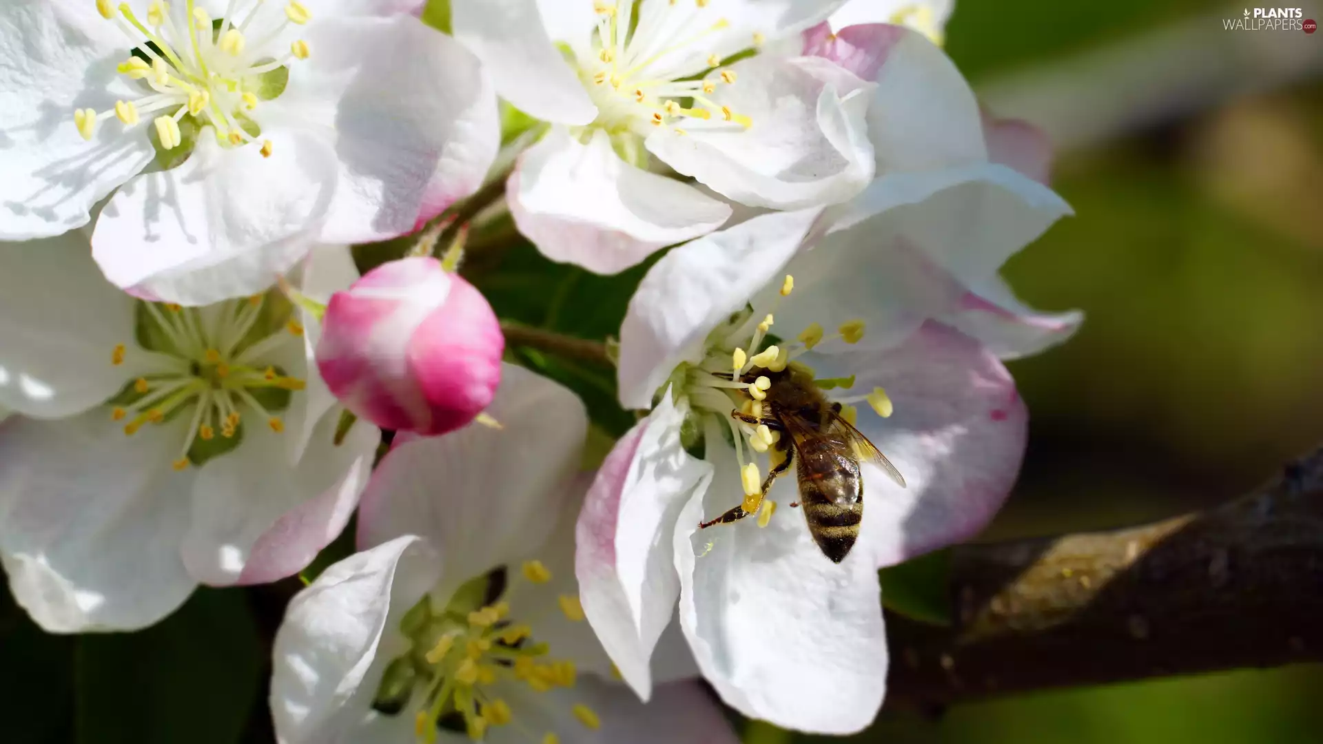 Flowers, Fruit Tree, rapprochement, bee, twig, White