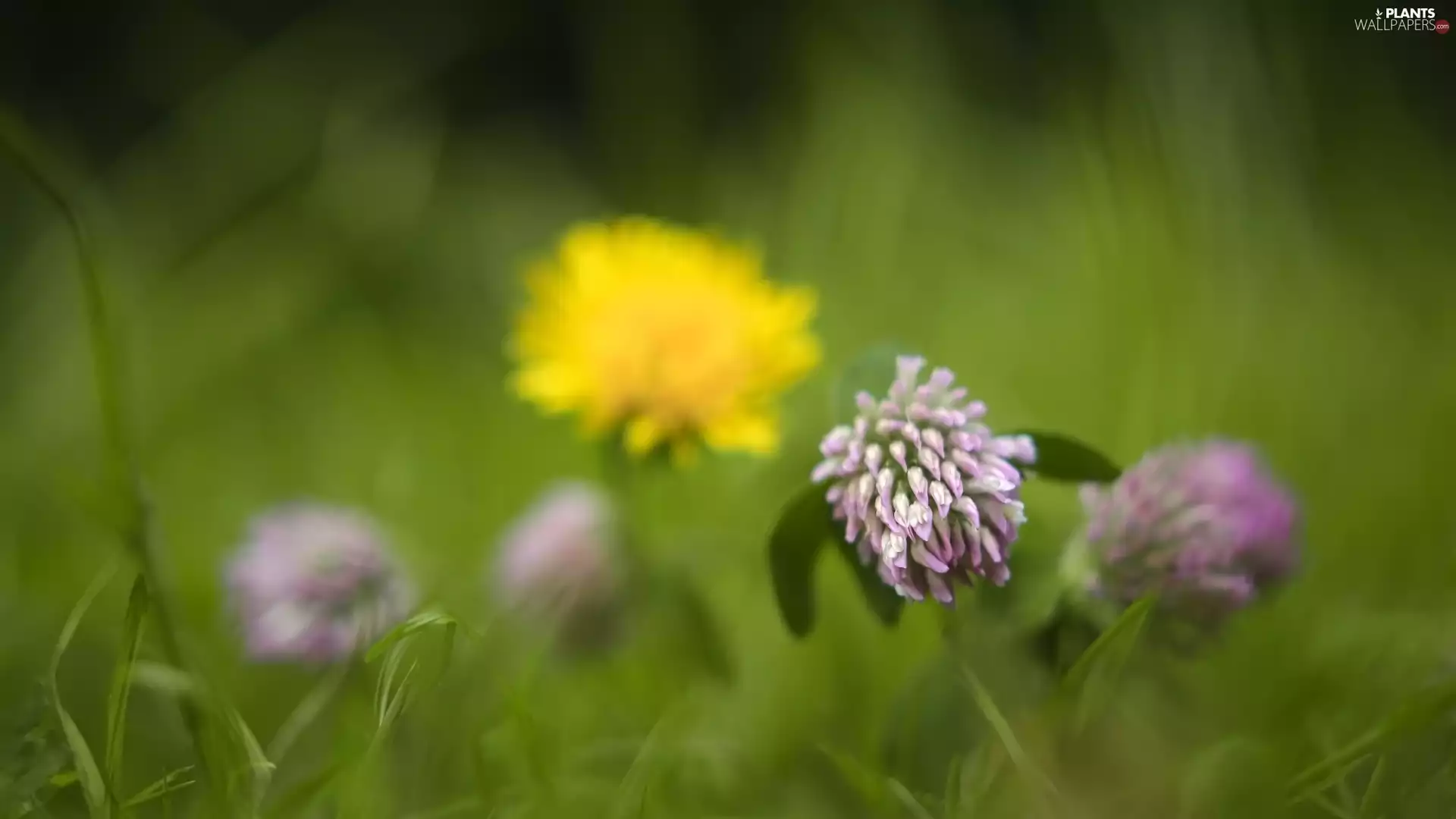 rapprochement, Flowers, trefoil
