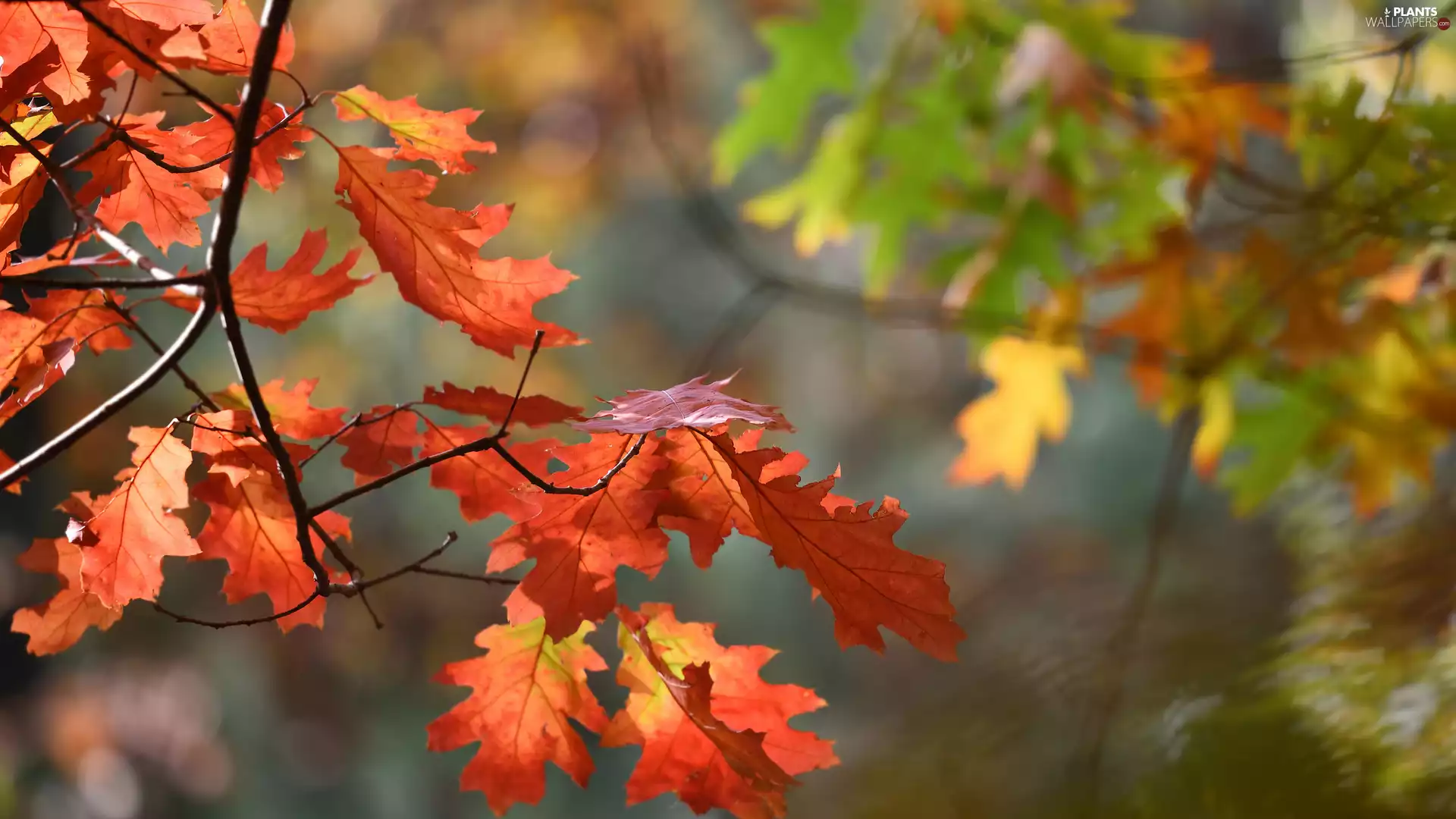 Leaf, rapprochement, twig, Autumn, oak