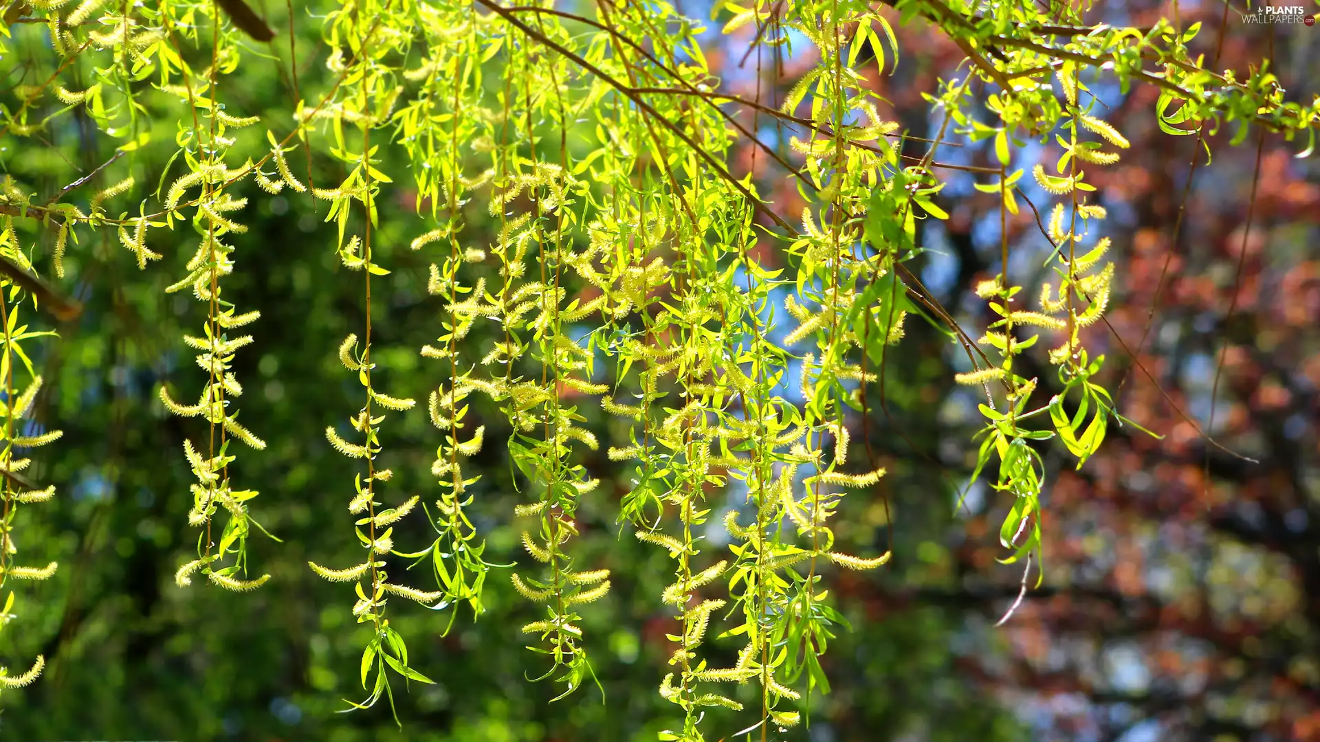 leaves, rapprochement, Twigs, Willow, hanging