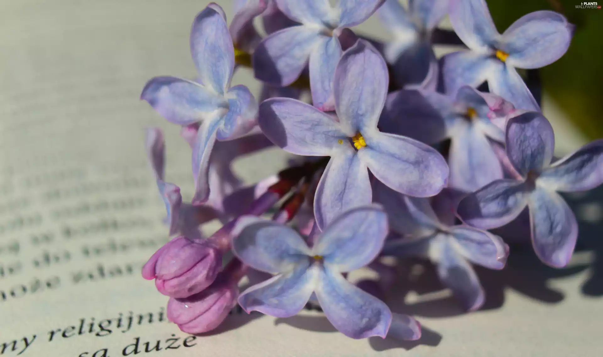 Light Purple, without, rapprochement, Book, Flowers, Syringa