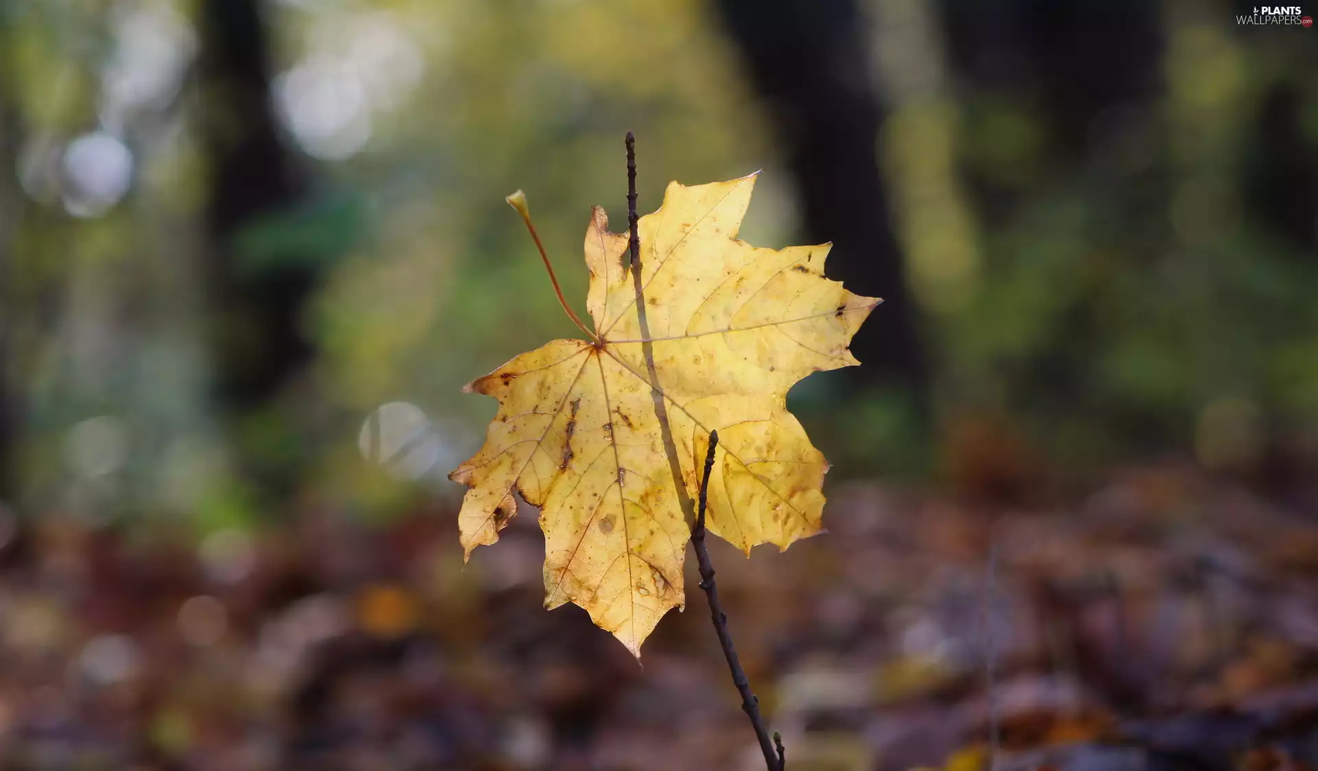 maple, rapprochement, yellowed, leaf, autumn