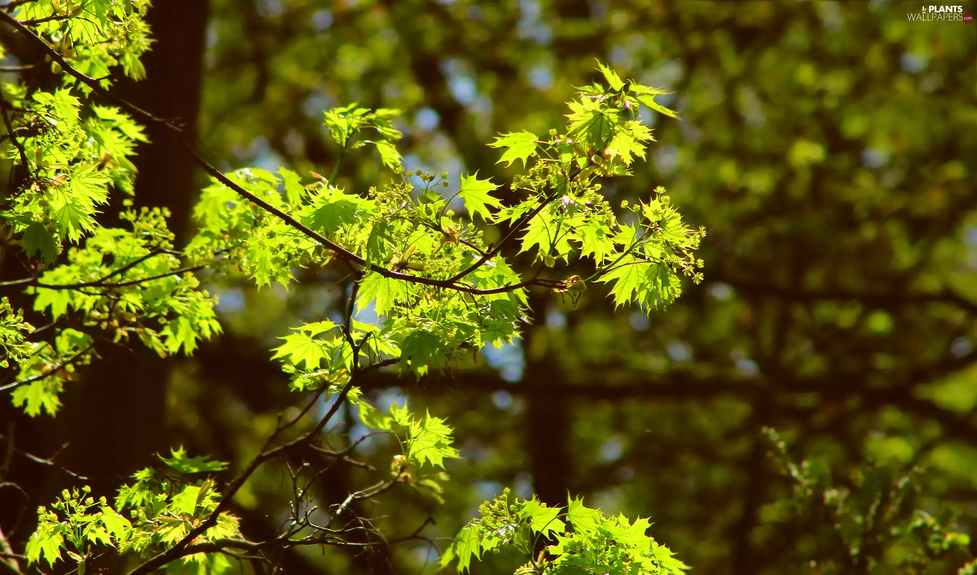 Leaf, illuminated, Twigs, rapprochement, maple, young