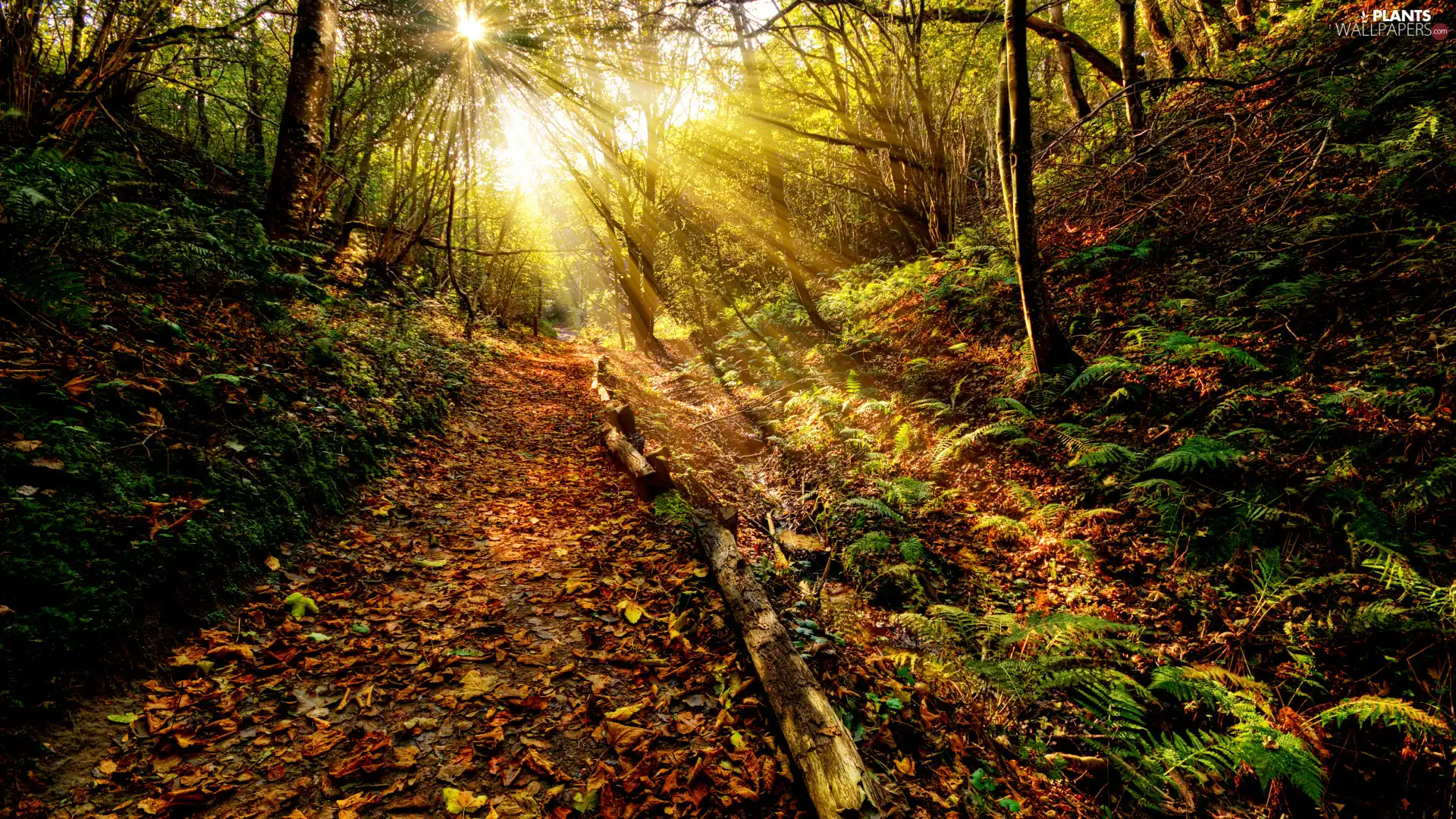 fern, Path, sun, Leaf, forest, rays, autumn