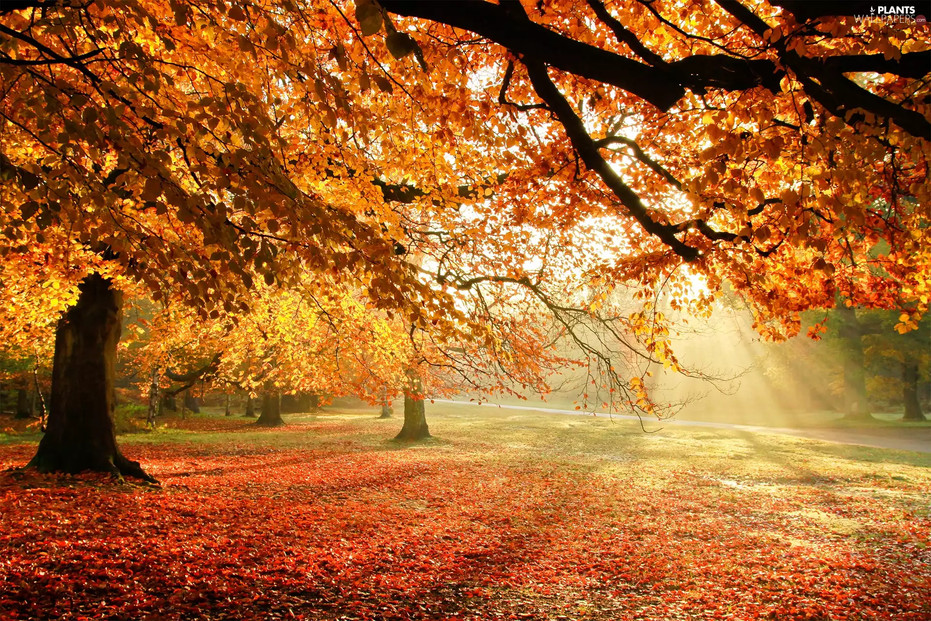 trees, viewes, autumn, Leaf, sun, lane, Park, rays