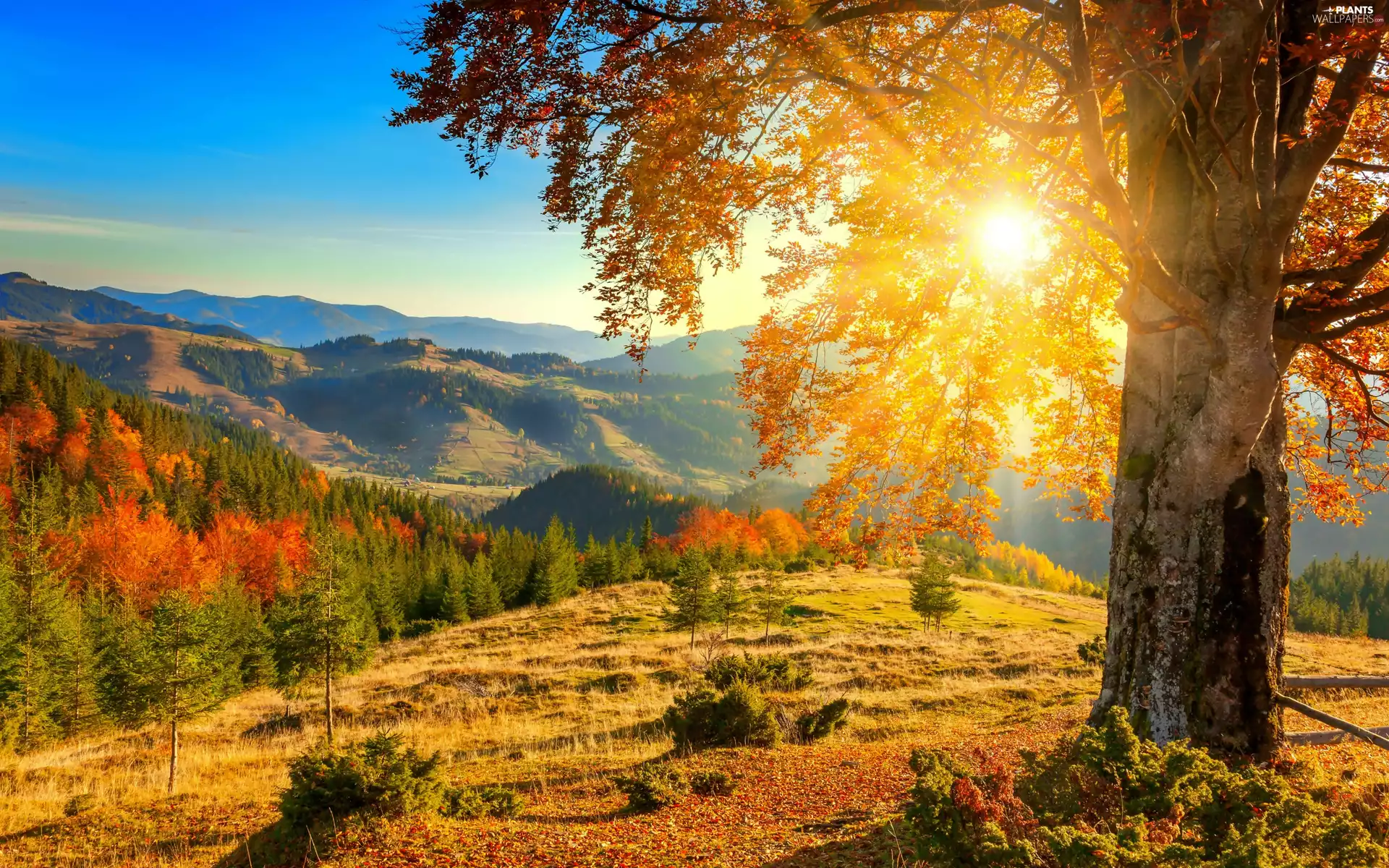 woods, Mountains, car in the meadow, trees, dawn, autumn, rays, sun, viewes