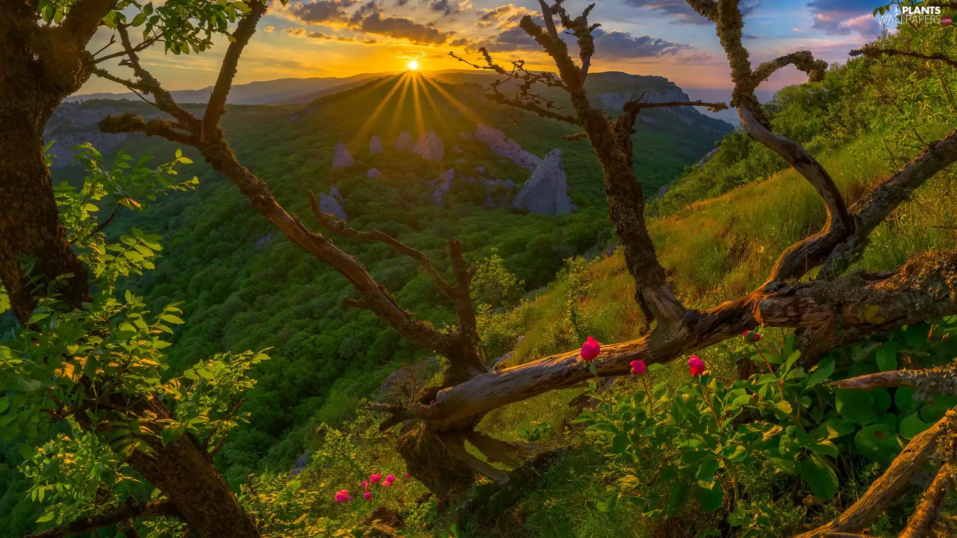 rays of the Sun, Ukraine, viewes, Flowers, trees, Crimean Mountains